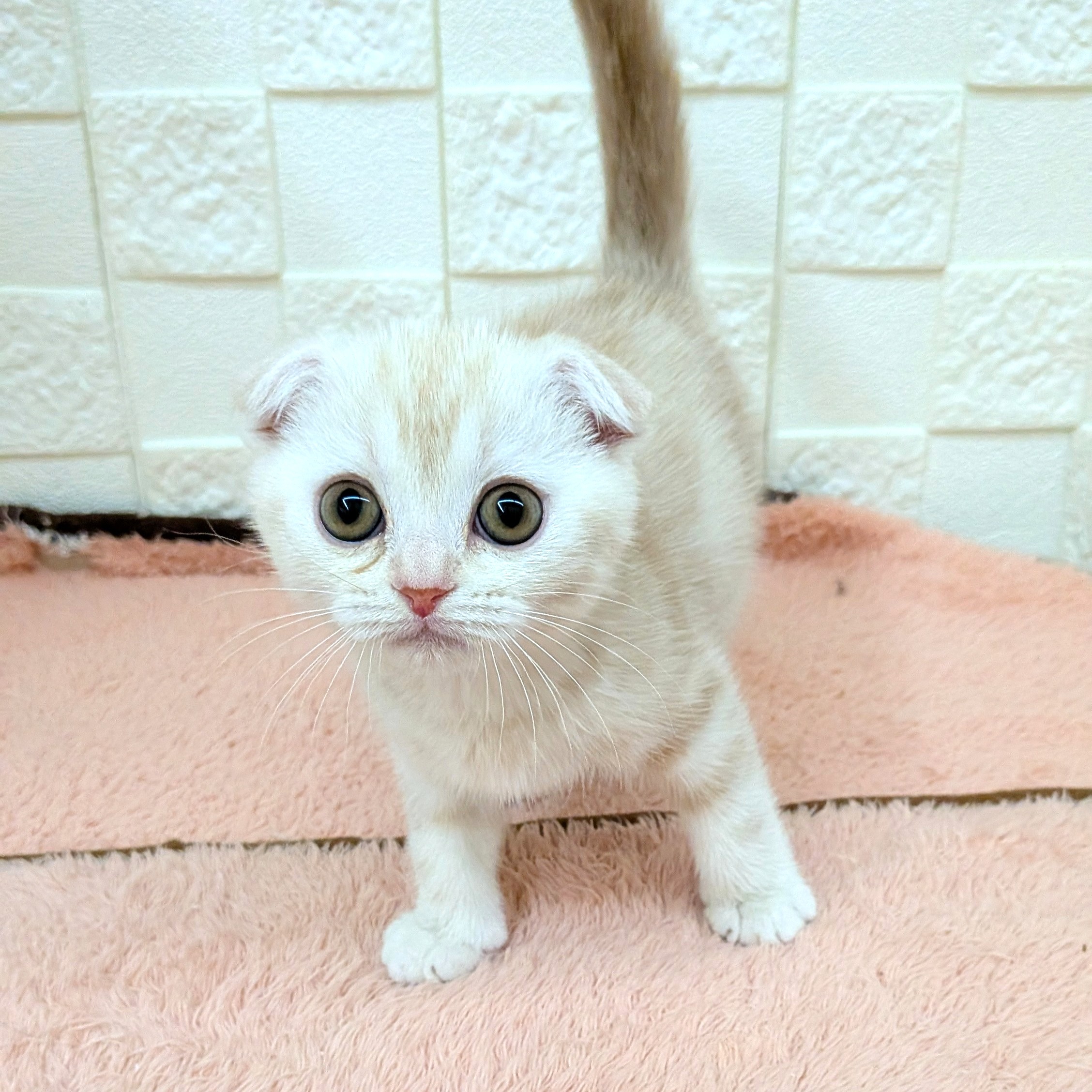 愛知県のスコティッシュフォールド (犬の家＆猫の里碧南店/2025年10月18日生まれ/男の子/レッドタビー)の子猫の4枚目の画像