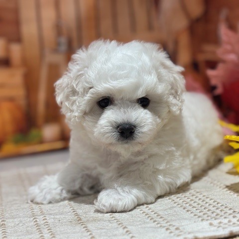 福岡県のビションフリーゼ (犬の家&猫の里トリアス久山店/2025年8月10日生まれ/女の子/ホワイト)の子犬の4枚目の画像