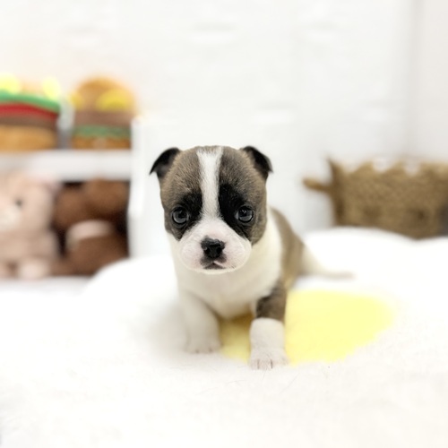 愛知県のハーフ犬・ミックス犬 (犬の家＆猫の里豊川インター店/2026年6月22日生まれ/女の子/ブリンドルホワイト)の子犬の4枚目の画像