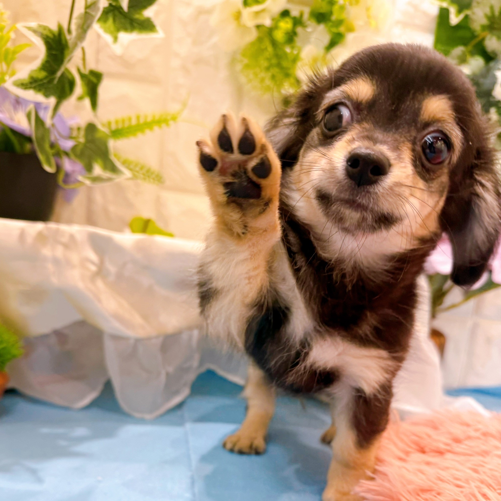 岡山県のチワックス(チワワ×ダックス) (犬の家＆猫の里倉敷店/2026年3月2日生まれ/男の子/ブラッククリーム)の子犬の4枚目の画像