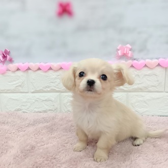 静岡県のチワックス(チワワ×ダックス) (犬の家＆猫の里プレ葉ウォーク浜北店/2025年12月8日生まれ/女の子/クリームホワイト)の子犬の4枚目の画像