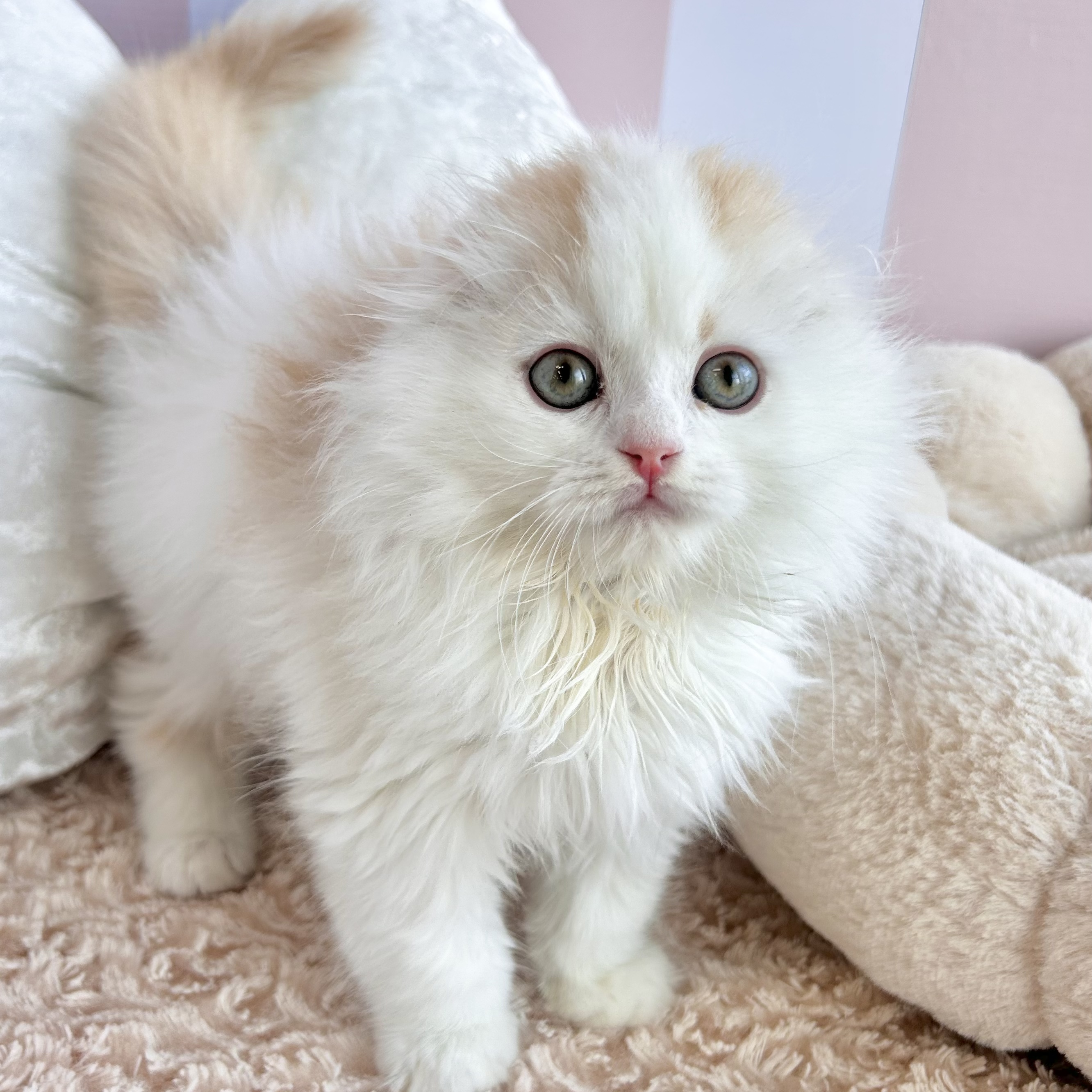 岡山県のスコティッシュフォールド (犬の家＆猫の里倉敷中庄店/2025年11月7日生まれ/男の子/レッドタビーホワイトバン)の子猫の4枚目の画像