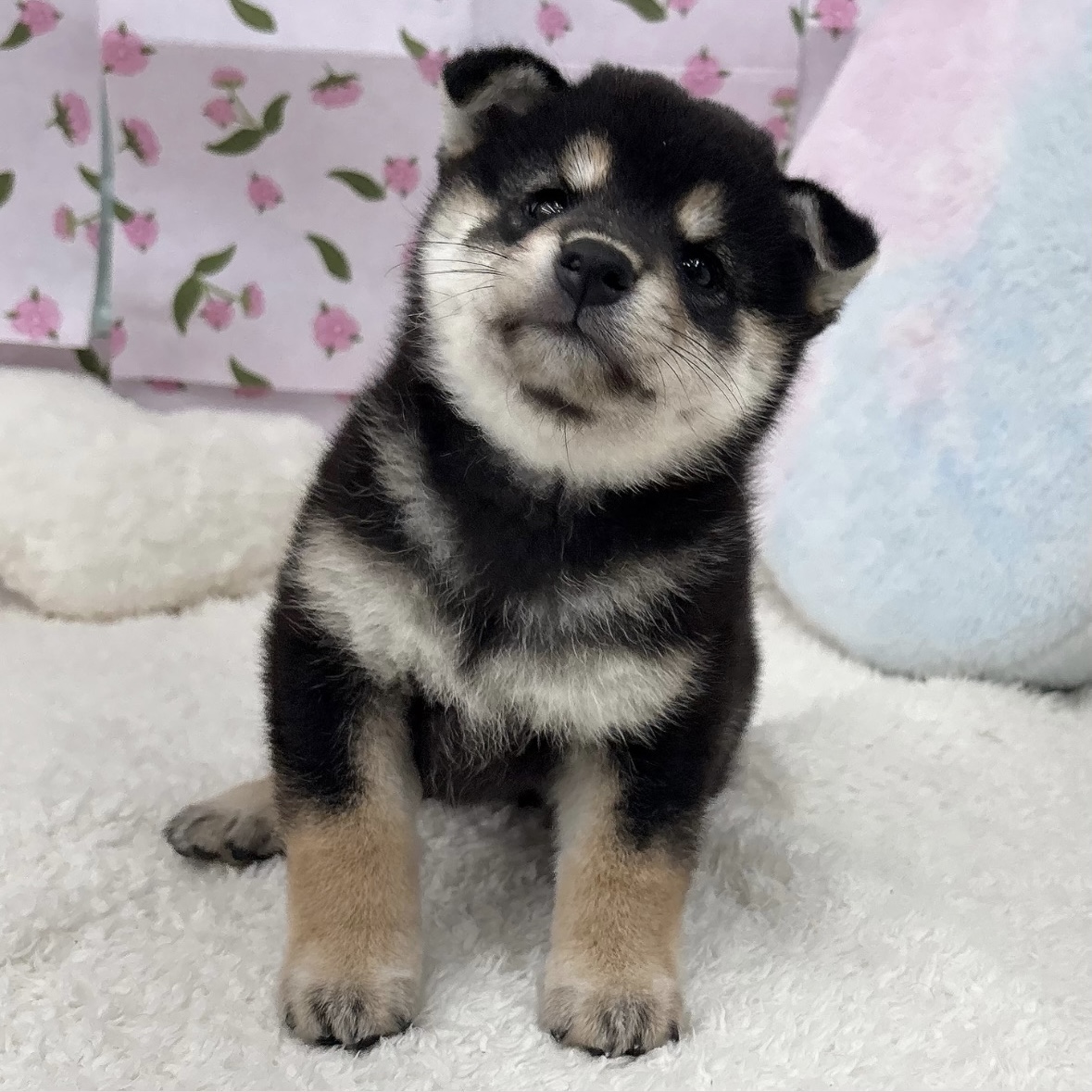 愛知県の柴犬(標準サイズ) (犬の家＆猫の里エアポートウォーク店/2026年8月4日生まれ/女の子/黒)の子犬の4枚目の画像