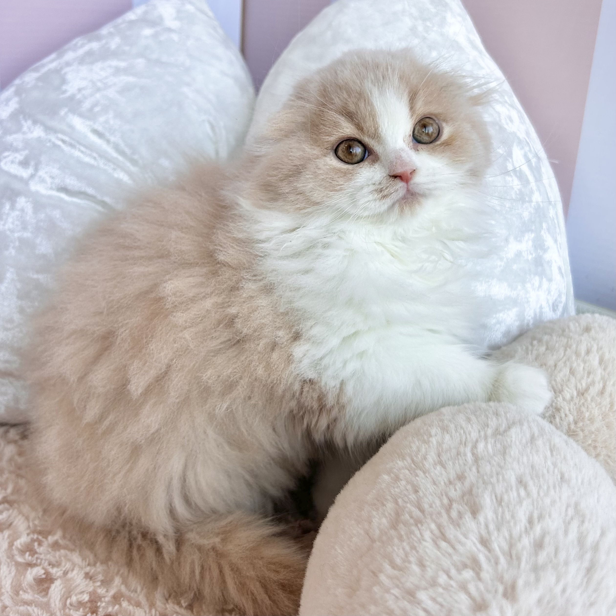 岡山県のスコティッシュフォールド (犬の家＆猫の里倉敷中庄店/2025年11月5日生まれ/女の子/クリームタビーホワイト)の子猫の4枚目の画像