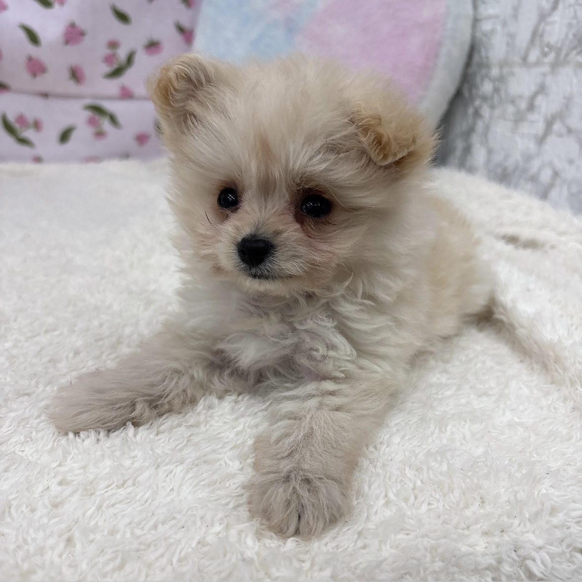 愛知県のポメプー(ポメラニアン×プードル) (犬の家＆猫の里エアポートウォーク店/2026年8月4日生まれ/男の子/クリーム)の子犬の4枚目の画像