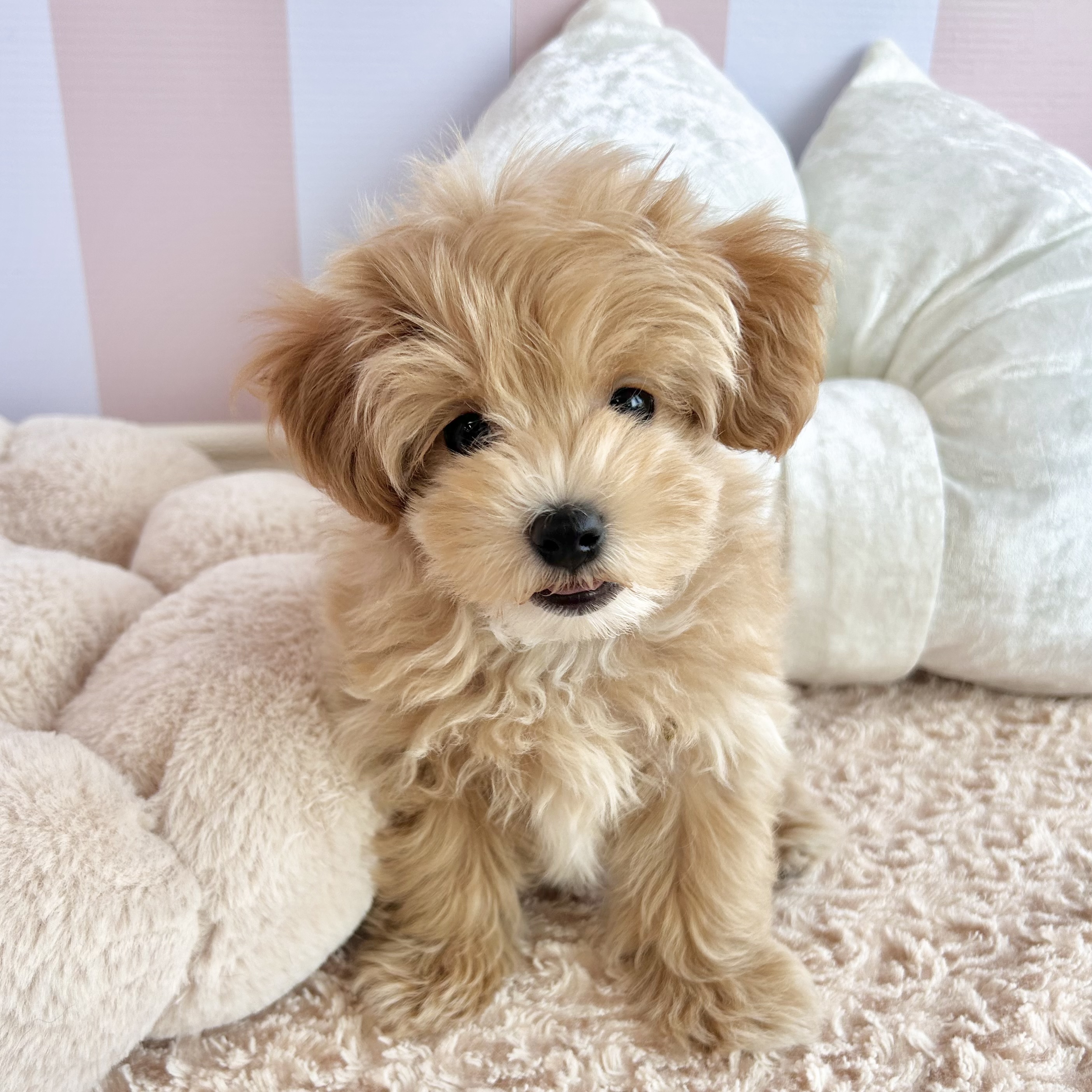 岡山県のマルプー(マルチーズ×プードル) (犬の家＆猫の里倉敷中庄店/2025年9月7日生まれ/男の子/アプリコット)の子犬の4枚目の画像