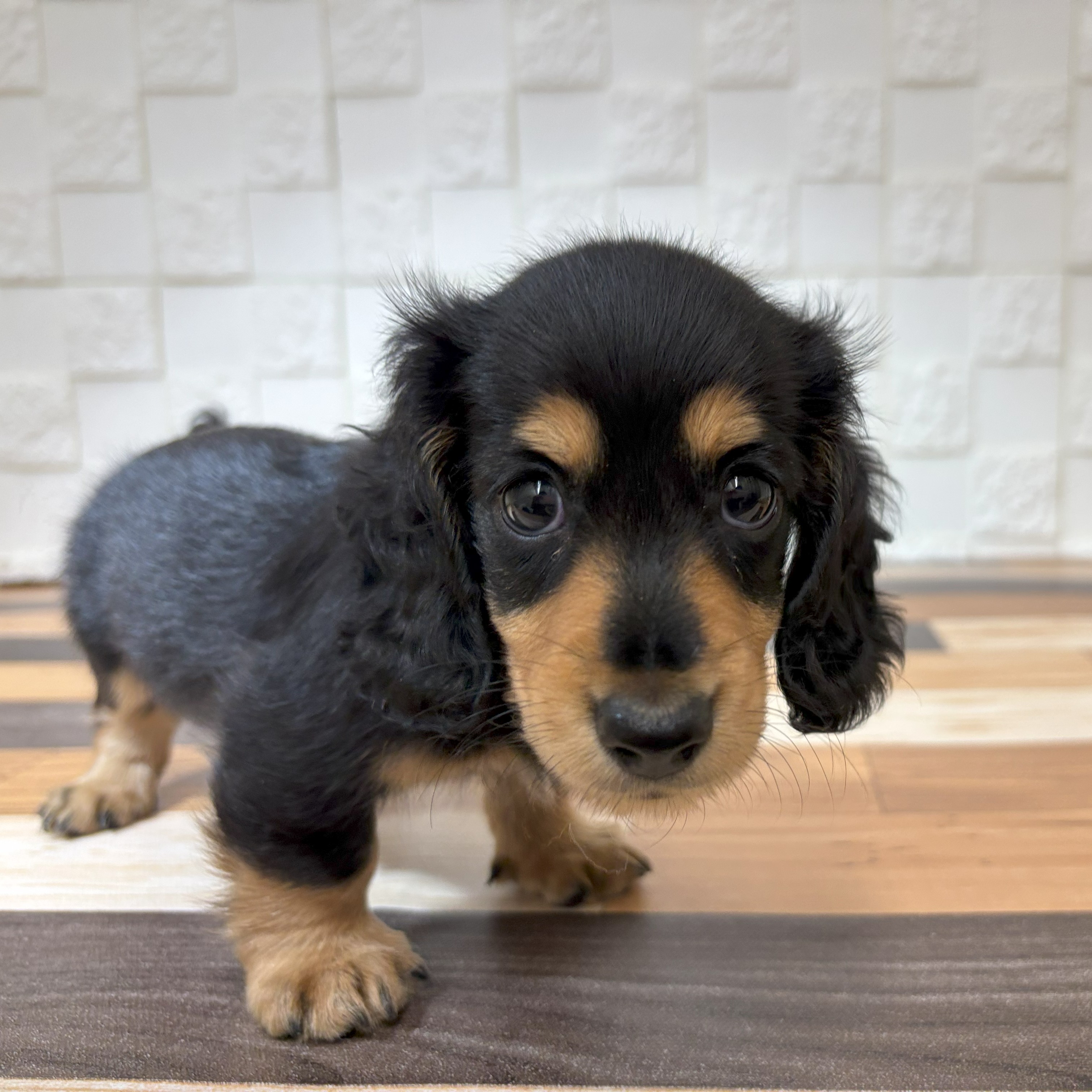 兵庫県のミニチュアダックスフンド(ロング) (犬の家＆猫の里尼崎店/2025年7月4日生まれ/男の子/ブラックイエロー)の子犬の4枚目の画像