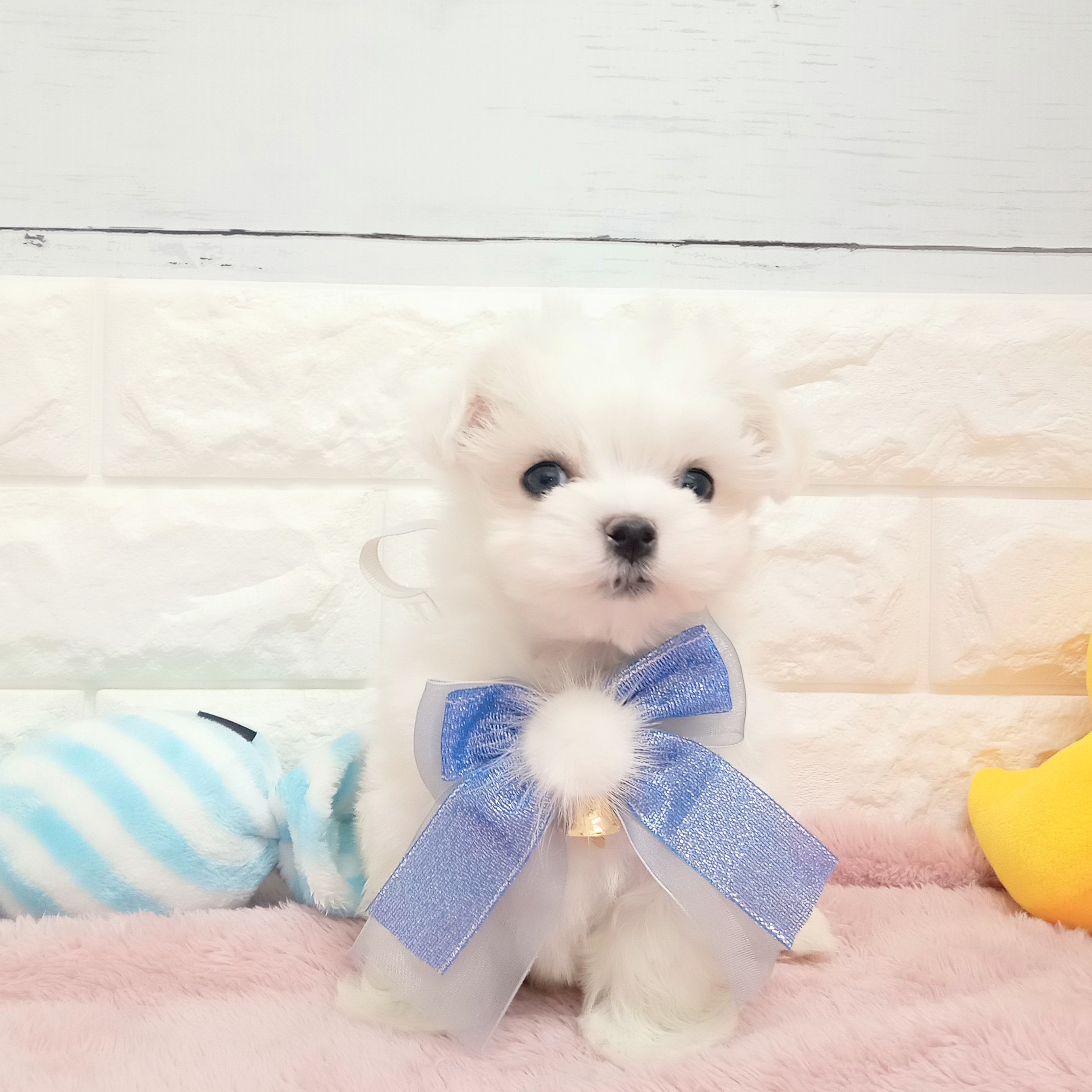 静岡県のマルチーズ (犬の家＆猫の里アミーゴ浜松和田店/2026年2月4日生まれ/男の子/ホワイト)の子犬の4枚目の画像