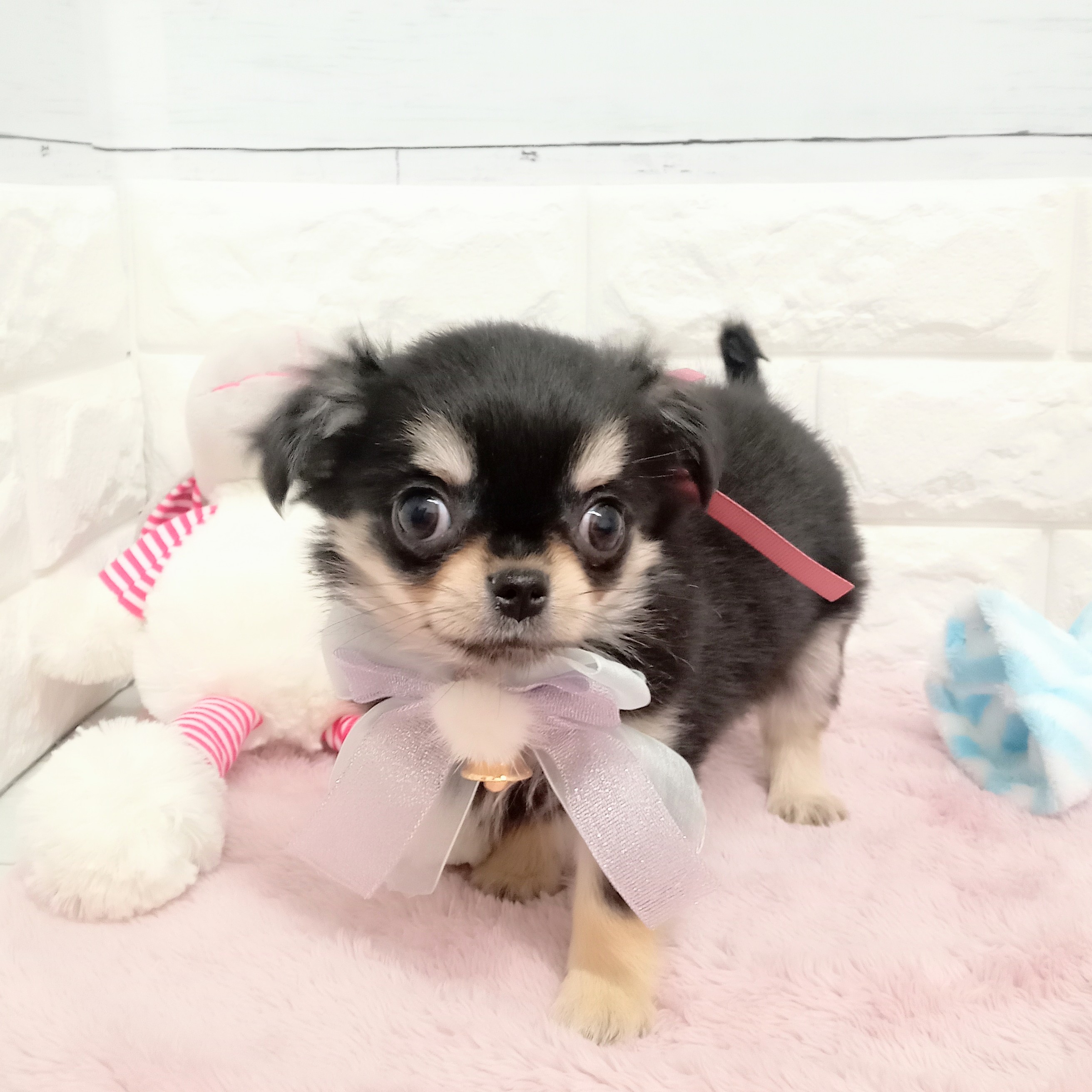 静岡県のチワワ(ロング) (犬の家＆猫の里アミーゴ浜松和田店/2026年2月5日生まれ/女の子/ブラックタン)の子犬の4枚目の画像