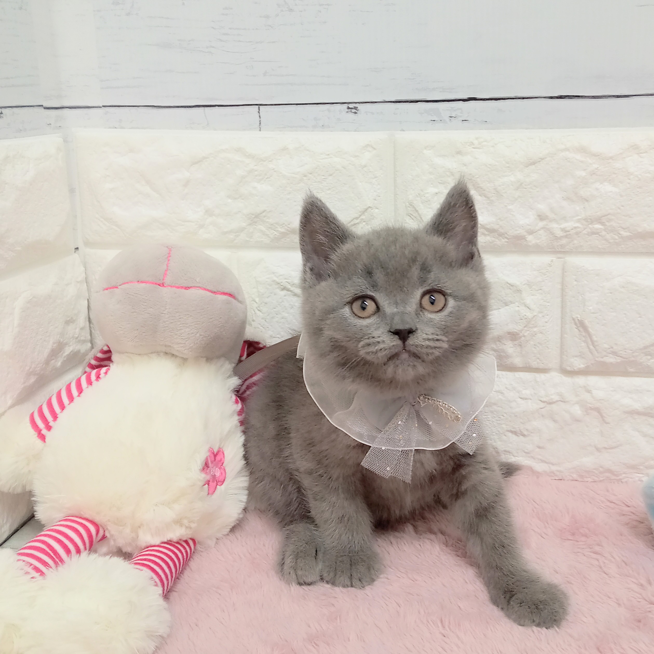 静岡県のブリティッシュショートヘアー (犬の家＆猫の里アミーゴ浜松和田店/2026年2月10日生まれ/男の子/ブルー)の子猫の4枚目の画像