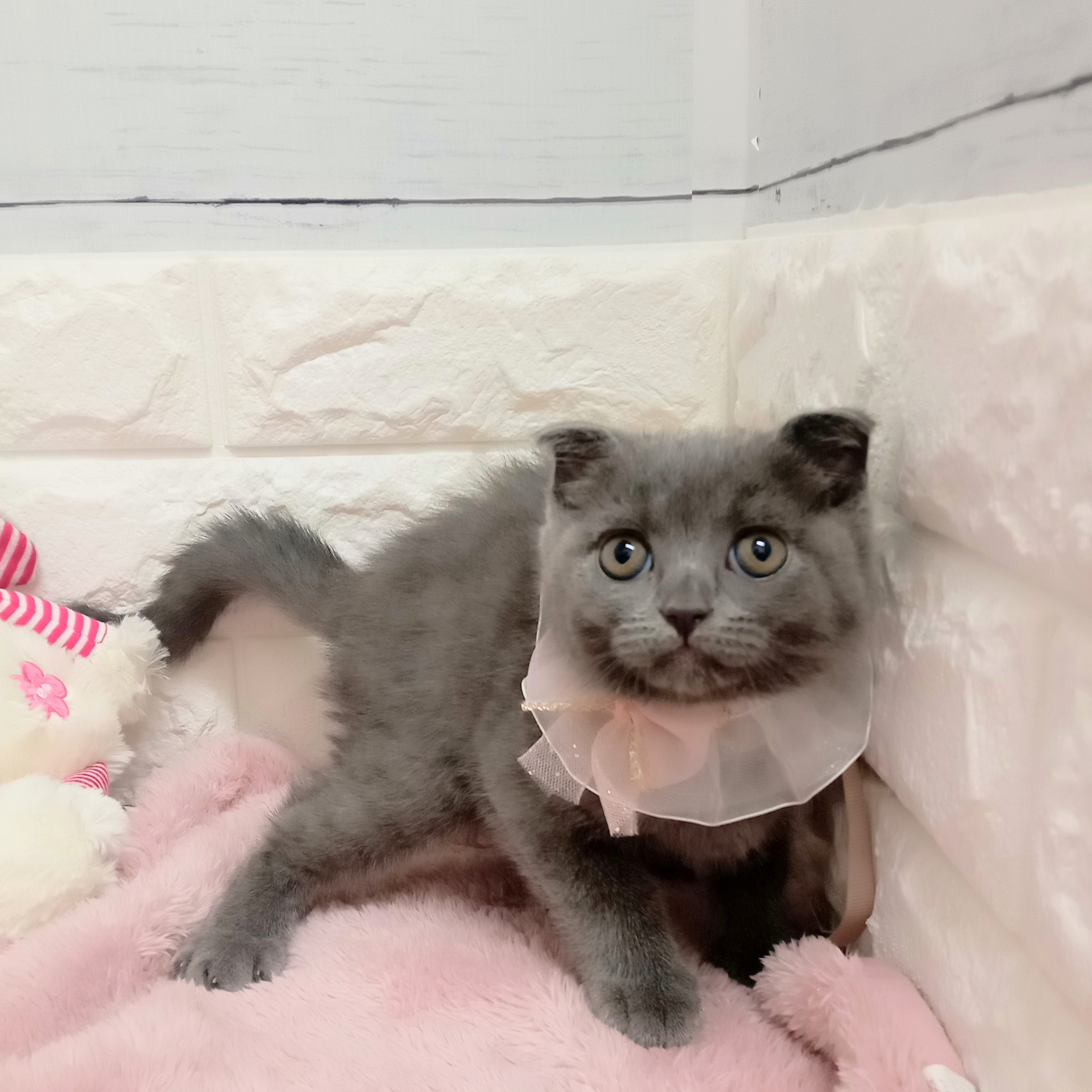 静岡県のスコティッシュフォールド (犬の家＆猫の里アミーゴ浜松和田店/2026年2月6日生まれ/女の子/ブルー)の子猫の4枚目の画像