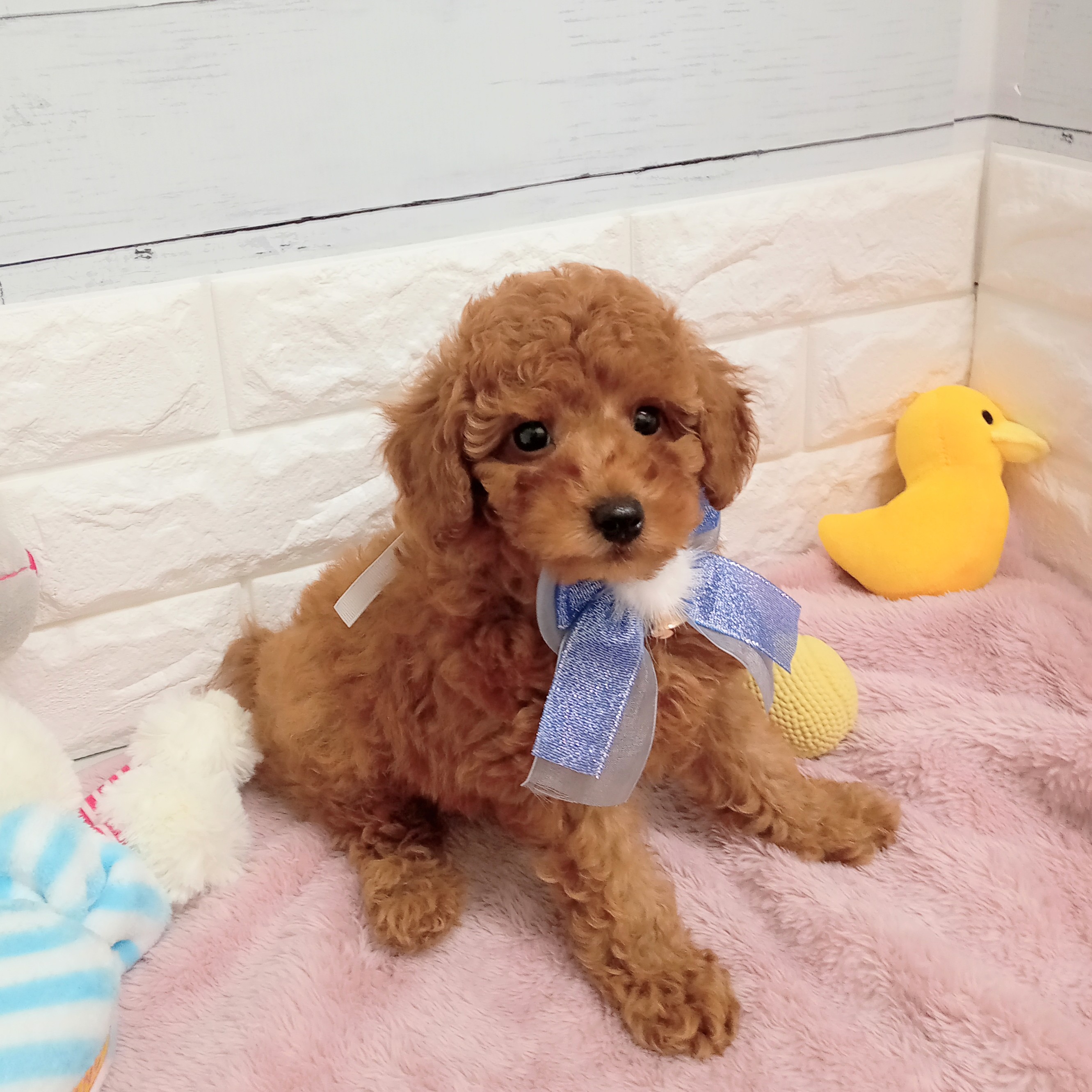 静岡県のトイプードル(トイ) (犬の家＆猫の里アミーゴ浜松和田店/2026年2月9日生まれ/男の子/レッドフォーン)の子犬の4枚目の画像