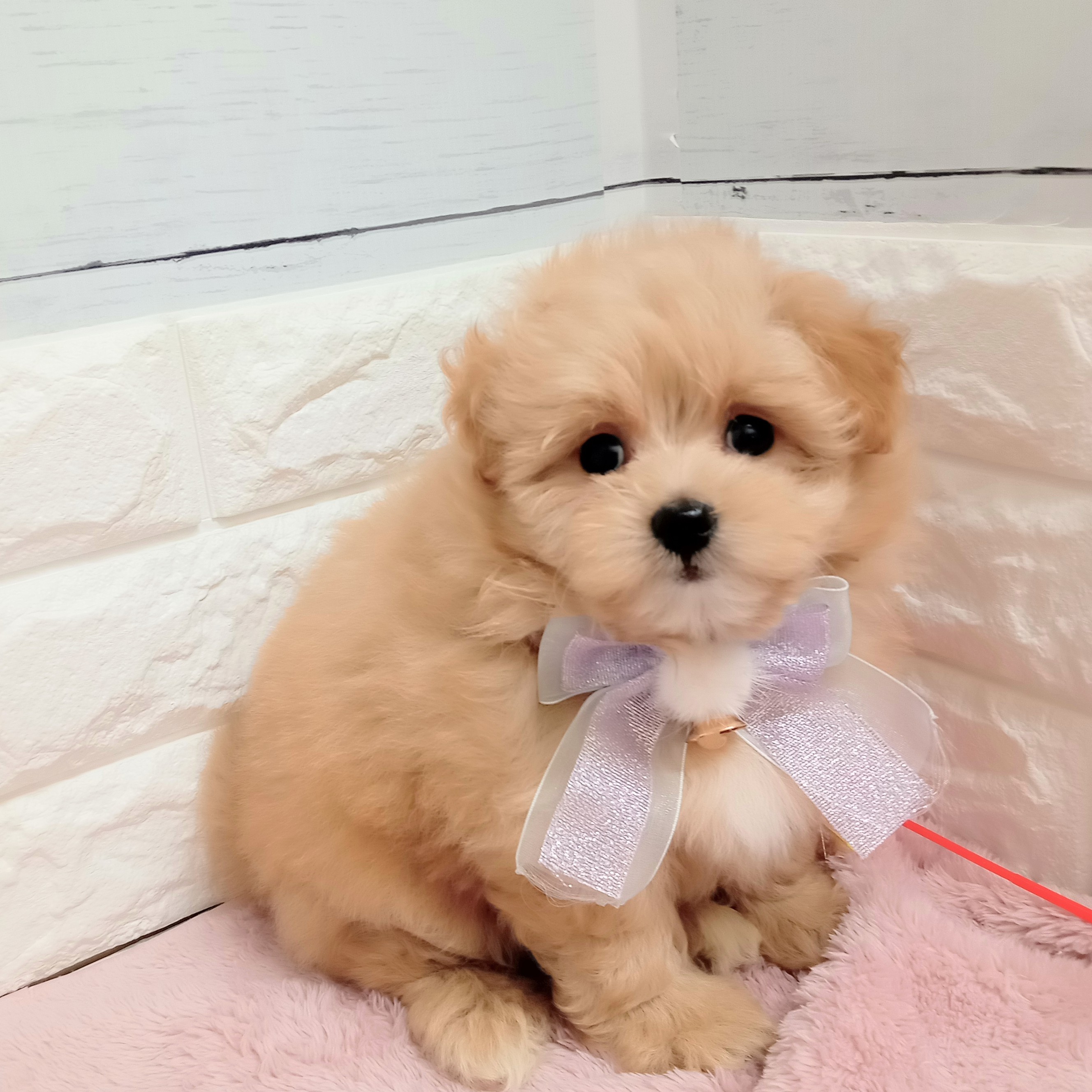 静岡県のポメプー(ポメラニアン×プードル) (犬の家＆猫の里アミーゴ浜松和田店/2026年2月8日生まれ/女の子/クリーム)の子犬の4枚目の画像