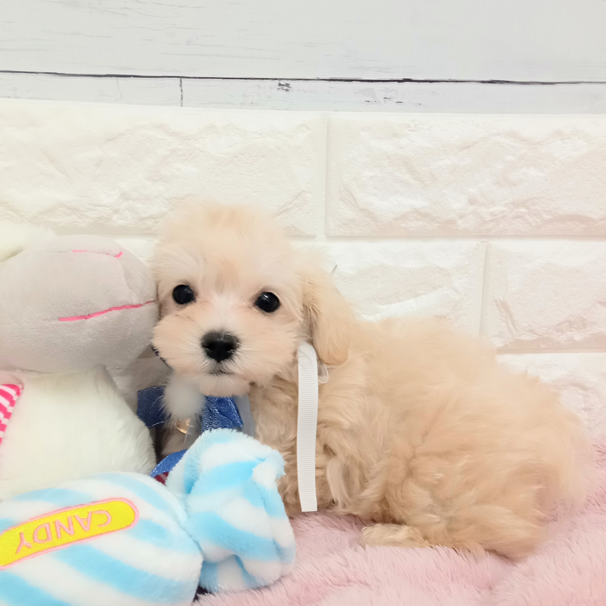 静岡県のマルプー(マルチーズ×プードル) (犬の家＆猫の里アミーゴ浜松和田店/2026年2月8日生まれ/男の子/クリーム)の子犬の4枚目の画像