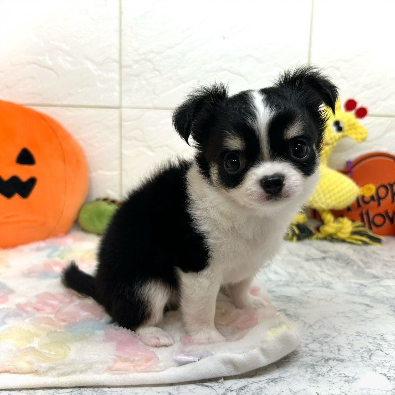 兵庫県のチワワ(ロング) (犬の家＆猫の里ゆめタウン姫路店/2025年8月7日生まれ/男の子/ブラックタンホワイト)の子犬