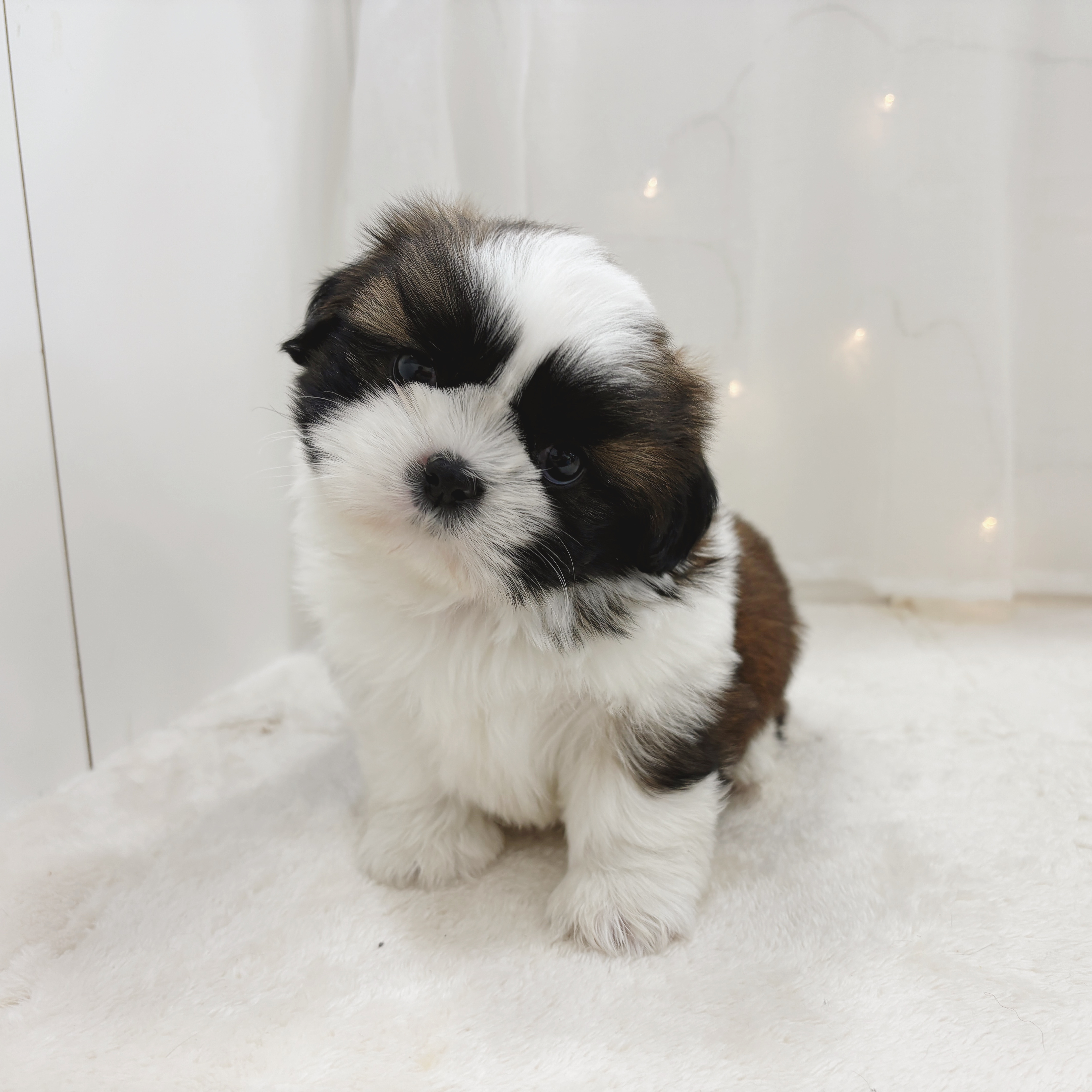 千葉県のシーズー (犬の家＆猫の里BIGHOPガーデンモール印西店/2025年11月3日生まれ/男の子/ホワイトゴールド)の子犬の4枚目の画像