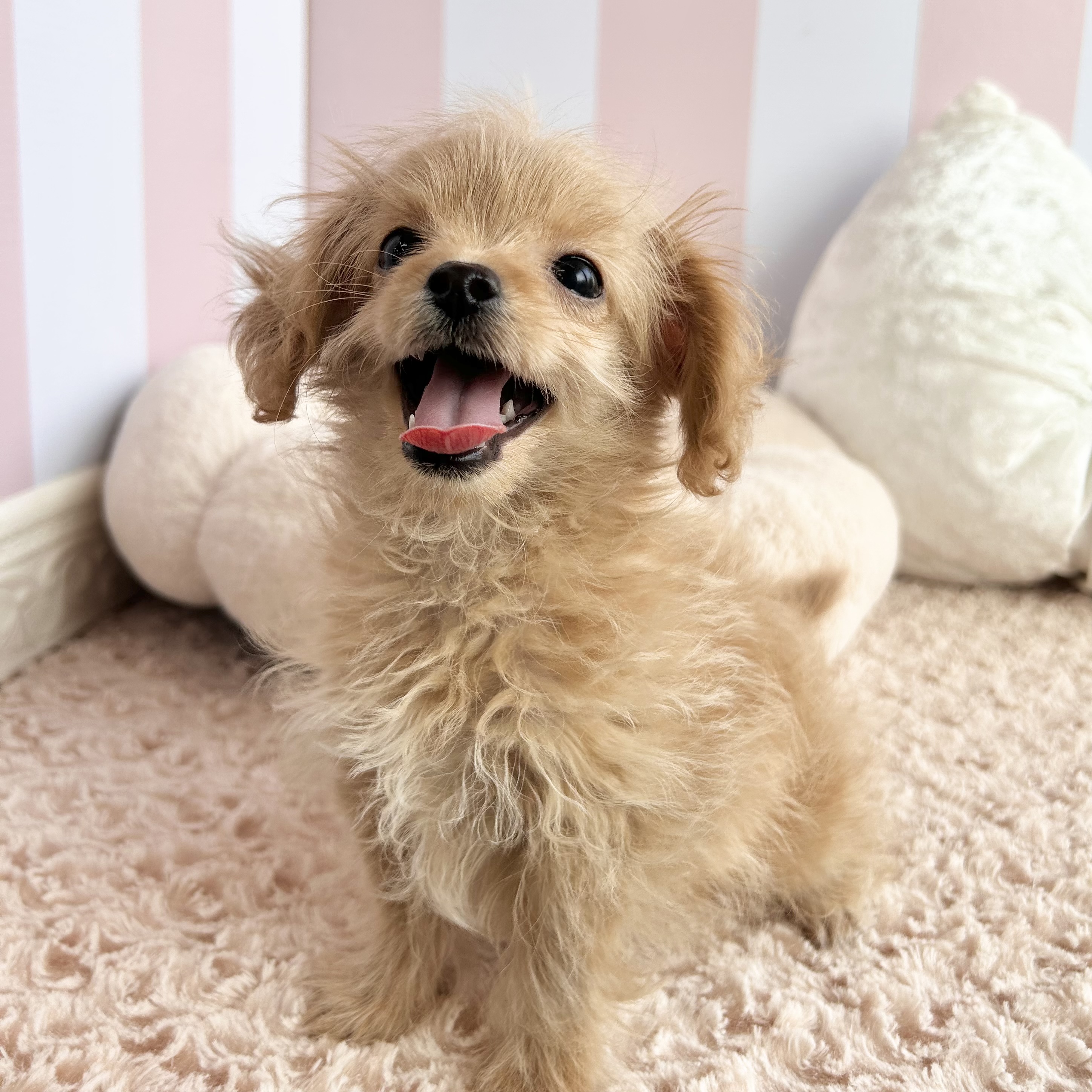 岡山県のチワプー/プーチー(チワワ×プードル) (犬の家＆猫の里倉敷中庄店/2025年9月23日生まれ/男の子/クリーム)の子犬の4枚目の画像