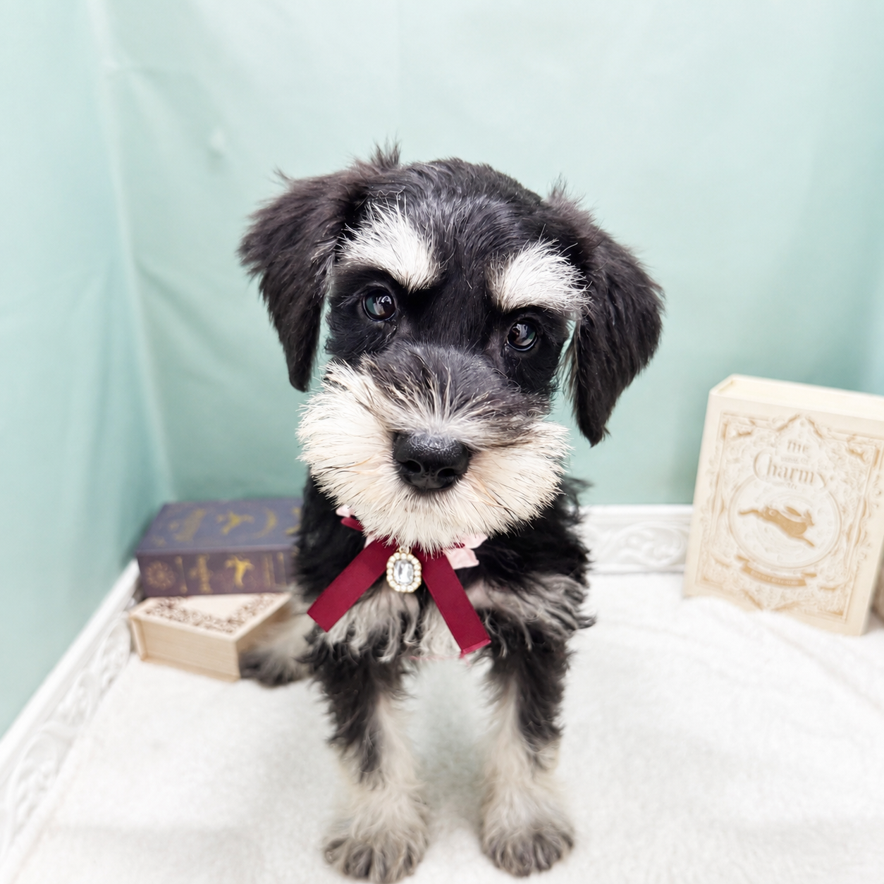 石川県のミニチュアシュナウザー (犬の家＆猫の里アミーゴ金沢有松店/2026年6月8日生まれ/男の子/ブラックシルバー)の子犬の1枚目の画像