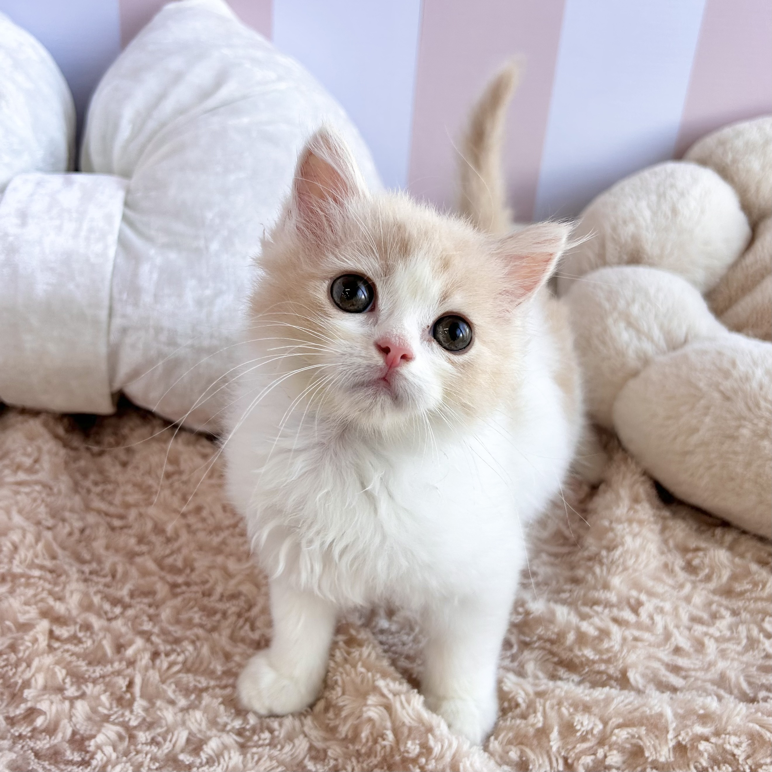 岡山県のスコティッシュストレート (犬の家＆猫の里倉敷中庄店/2025年8月8日生まれ/男の子/クリームタビーホワイト)の子猫の4枚目の画像