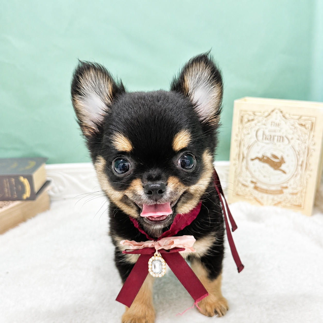 石川県のチワワ(ロング) (犬の家＆猫の里アミーゴ金沢有松店/2026年6月5日生まれ/男の子/ブラックタン)の子犬の4枚目の画像