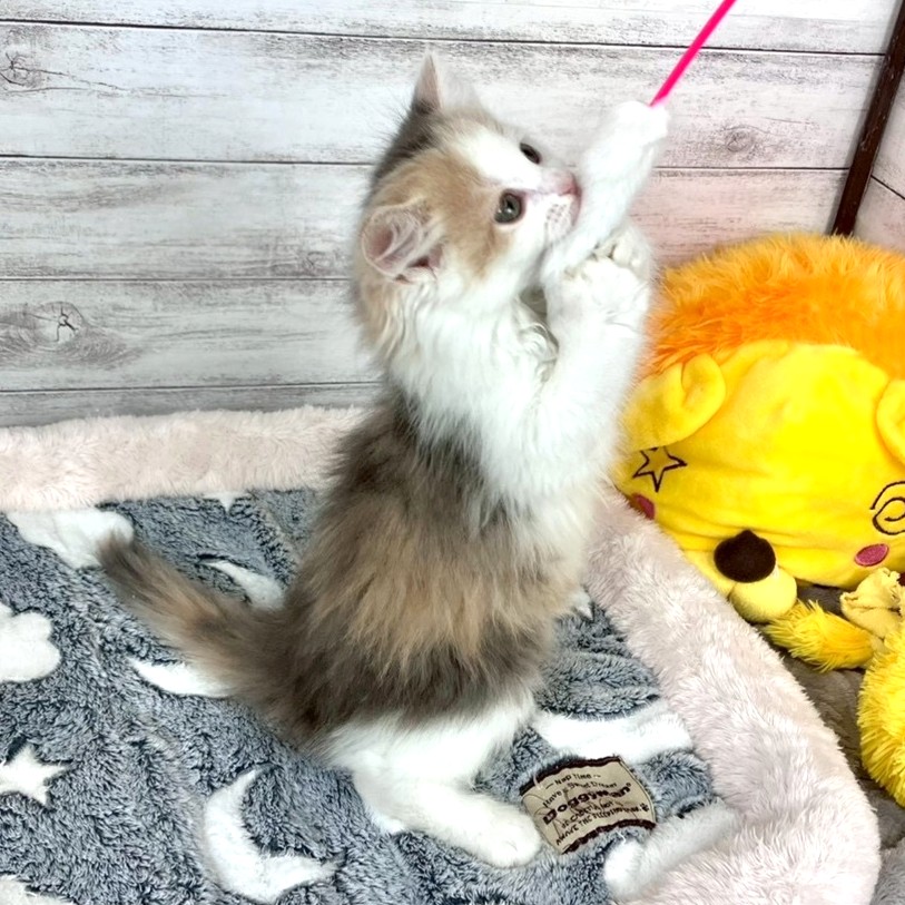 兵庫県のサイベリアン (犬の家＆猫の里川西店/2026年2月8日生まれ/女の子/ダイリュートキャリコ)の子猫の4枚目の画像