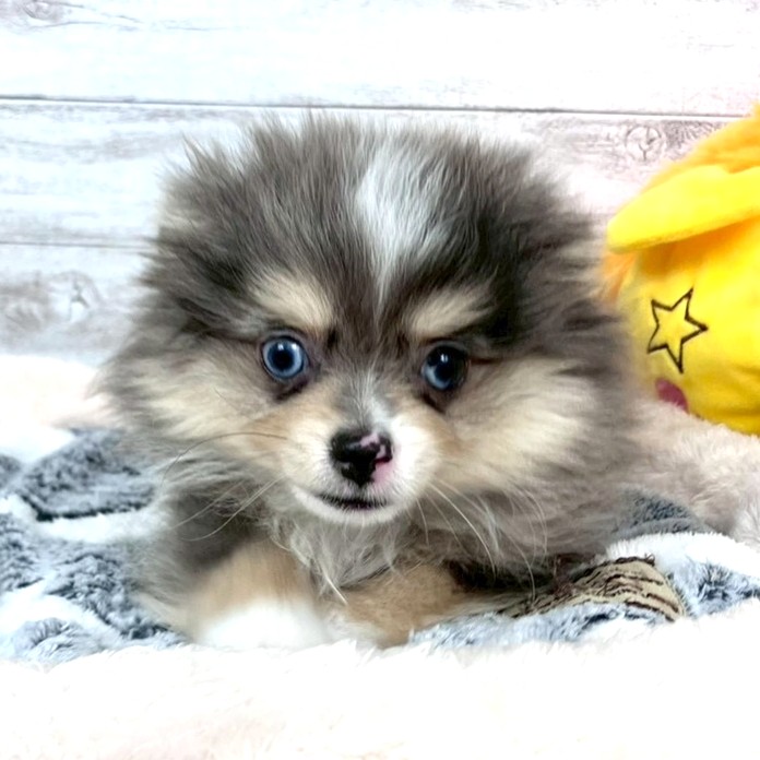 兵庫県のポメチワ/チワポメ/ポメチー(ポメラニアン×チワワ) (犬の家＆猫の里川西店/2026年1月13日生まれ/男の子/ブルーマール)の子犬の4枚目の画像