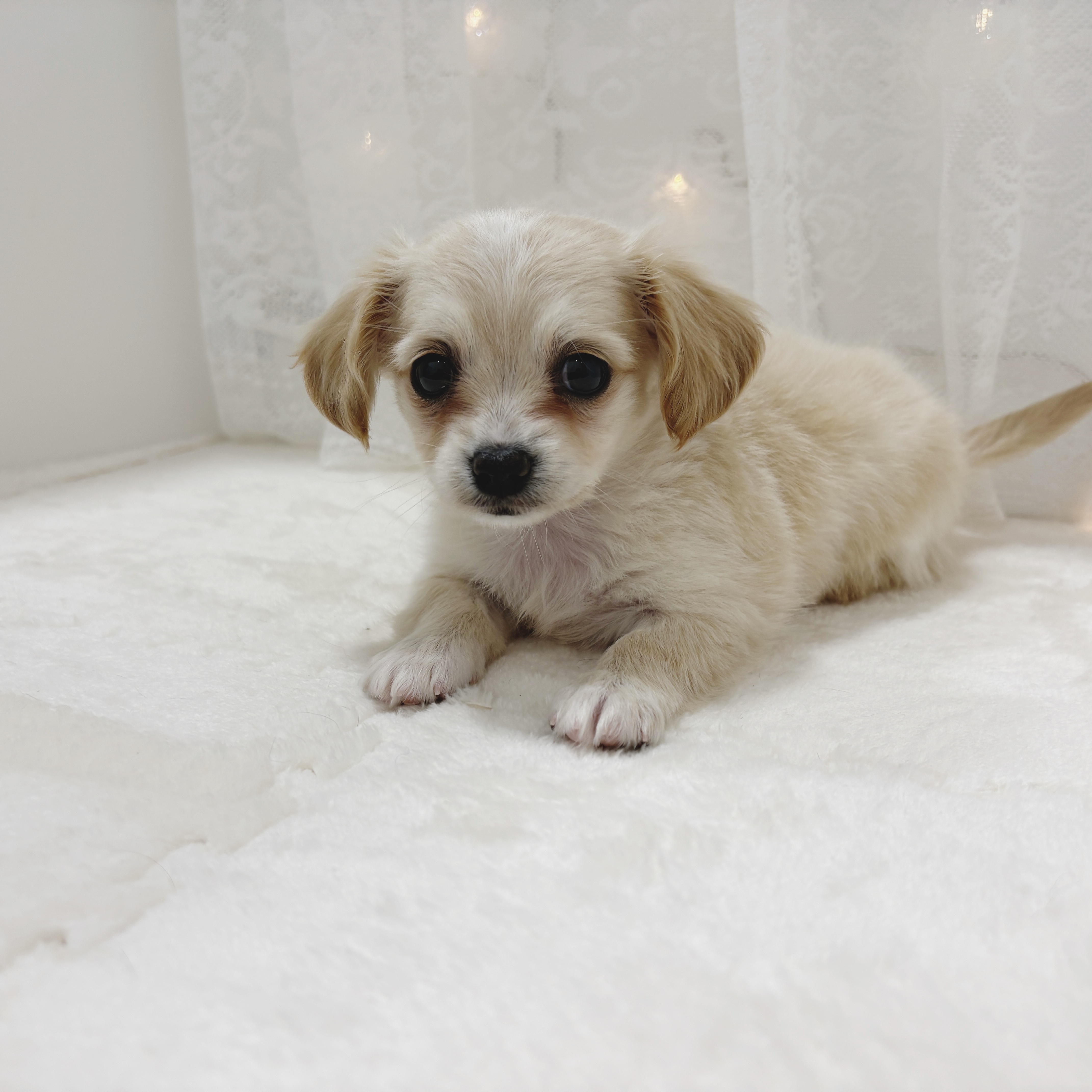 千葉県のチワックス(チワワ×ダックス) (犬の家＆猫の里BIGHOPガーデンモール印西店/2025年12月26日生まれ/女の子/クリーム)の子犬の4枚目の画像