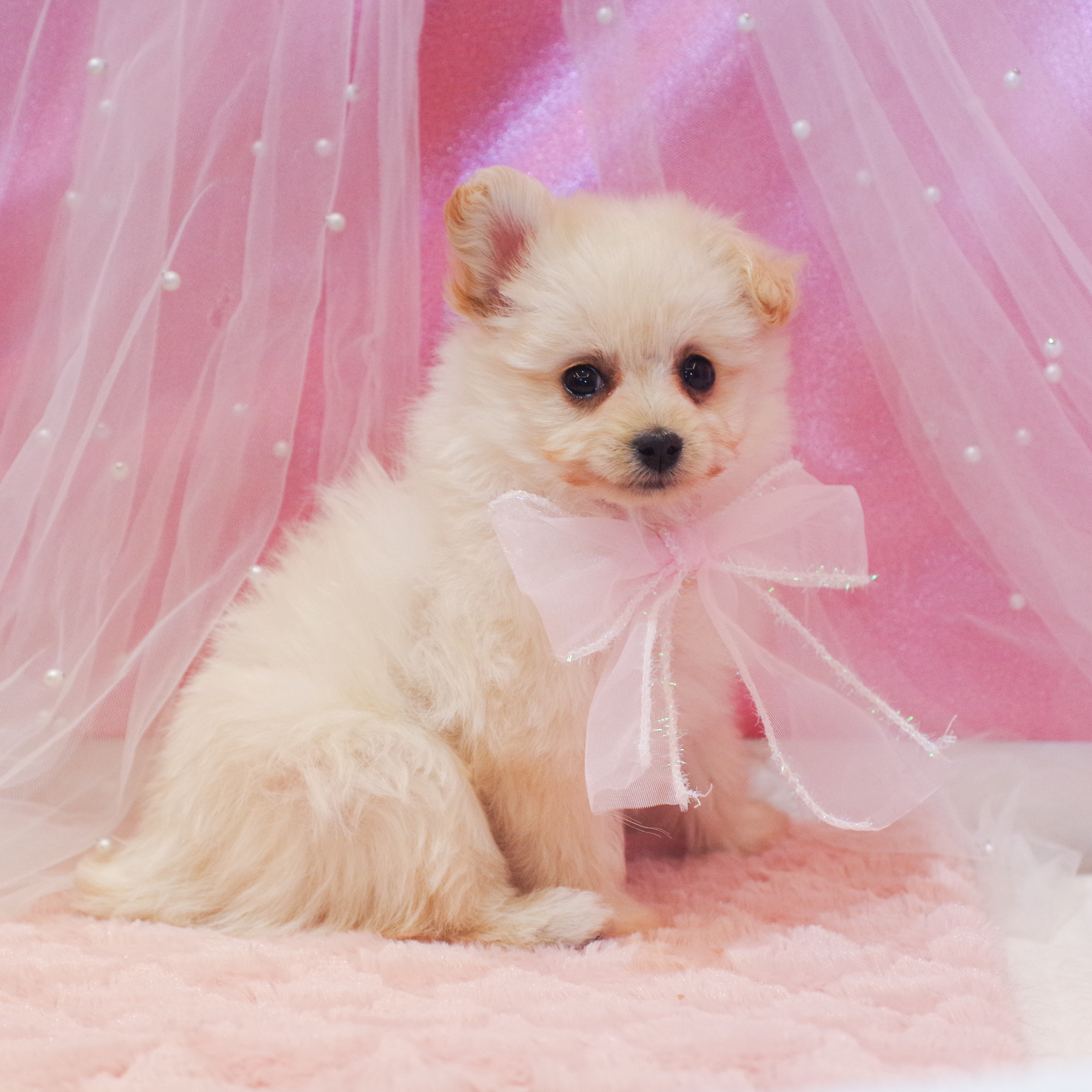 静岡県のチワプー/プーチー(チワワ×プードル) (犬の家＆猫の里富士店/2025年12月13日生まれ/女の子/ホワイト)の子犬の4枚目の画像