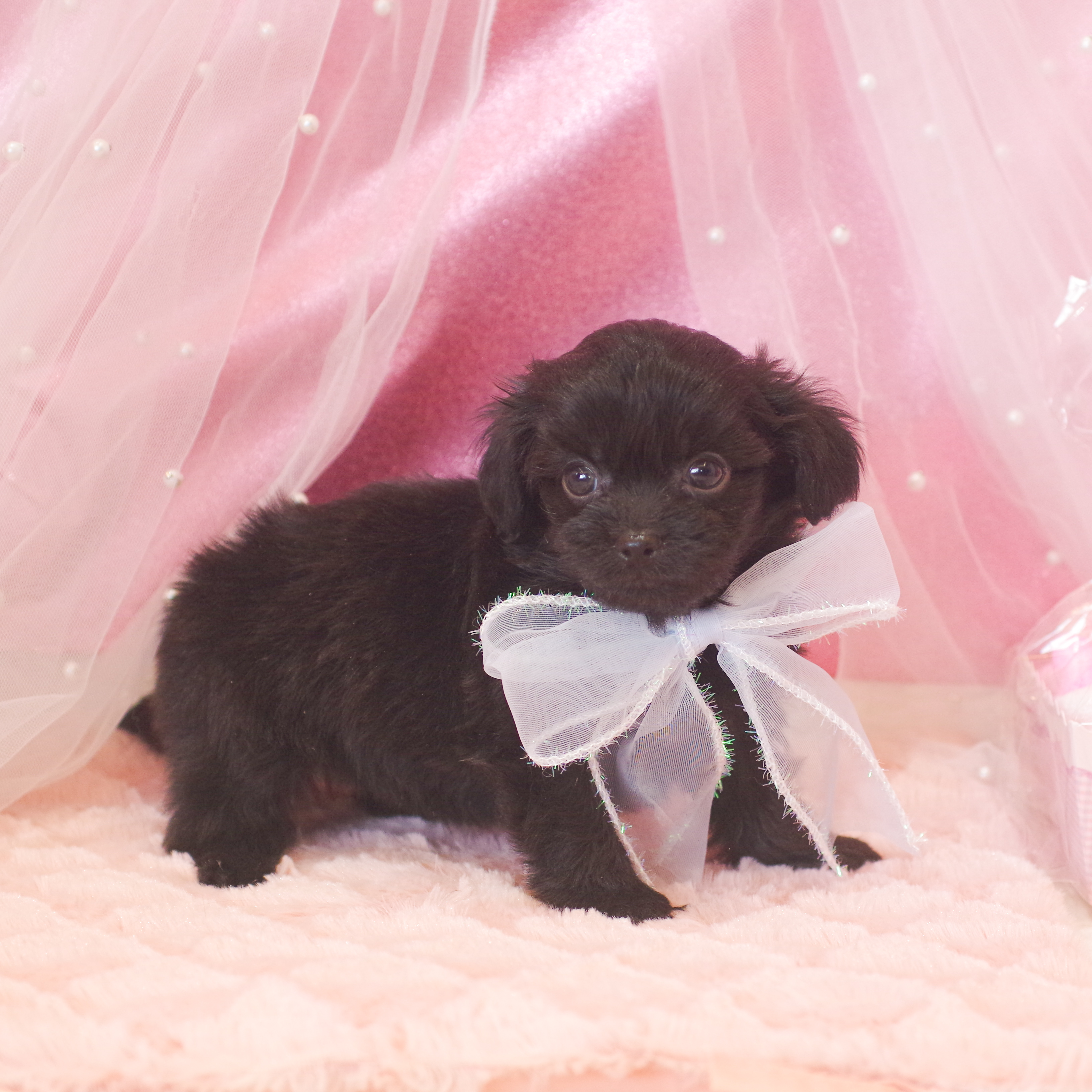 静岡県のチワプー/プーチー(チワワ×プードル) (犬の家＆猫の里富士店/2025年12月30日生まれ/男の子/ブラック)の子犬の4枚目の画像