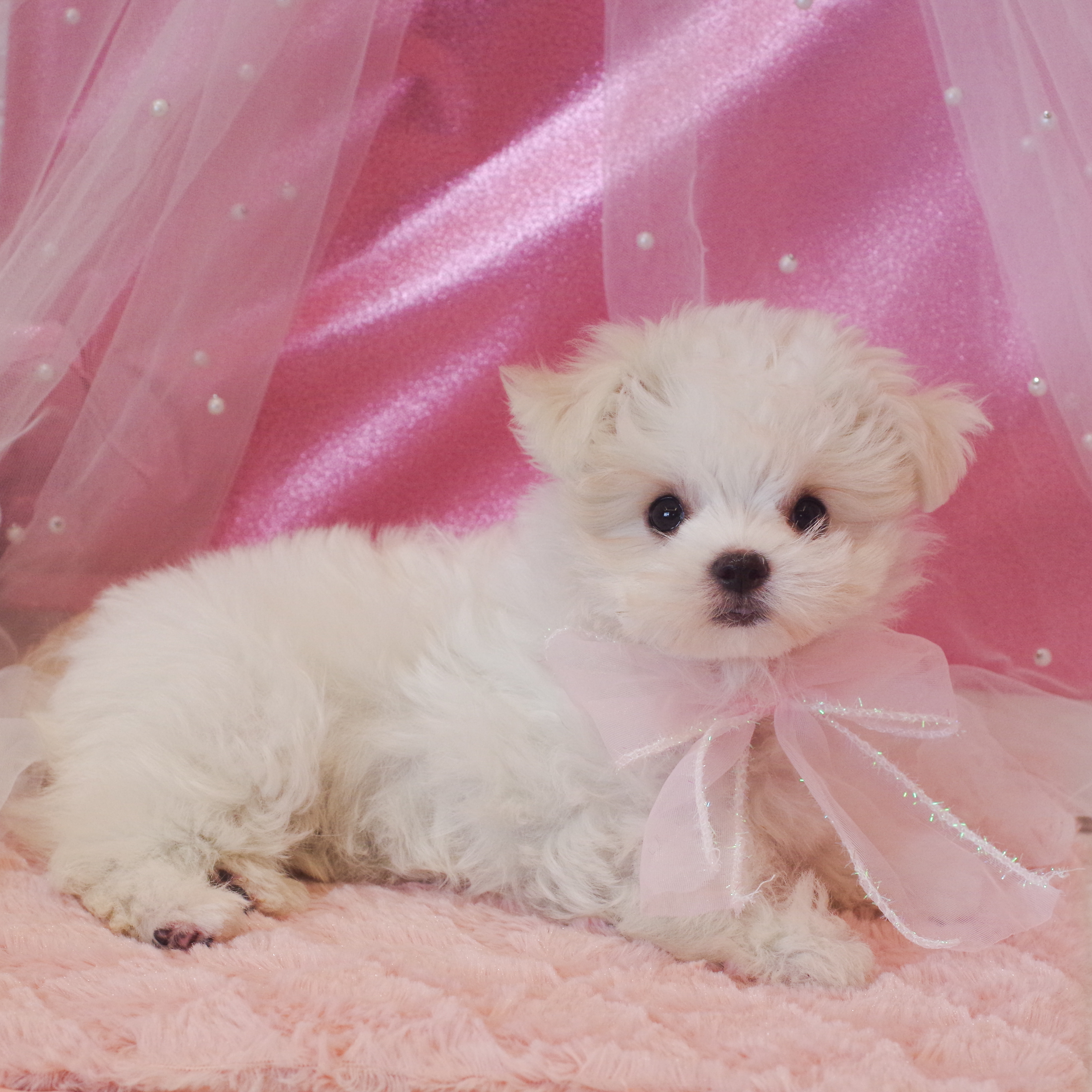 静岡県のチワマル/マルチワ(チワワ×マルチーズ) (犬の家＆猫の里富士店/2025年12月23日生まれ/女の子/ホワイトクリーム)の子犬の4枚目の画像
