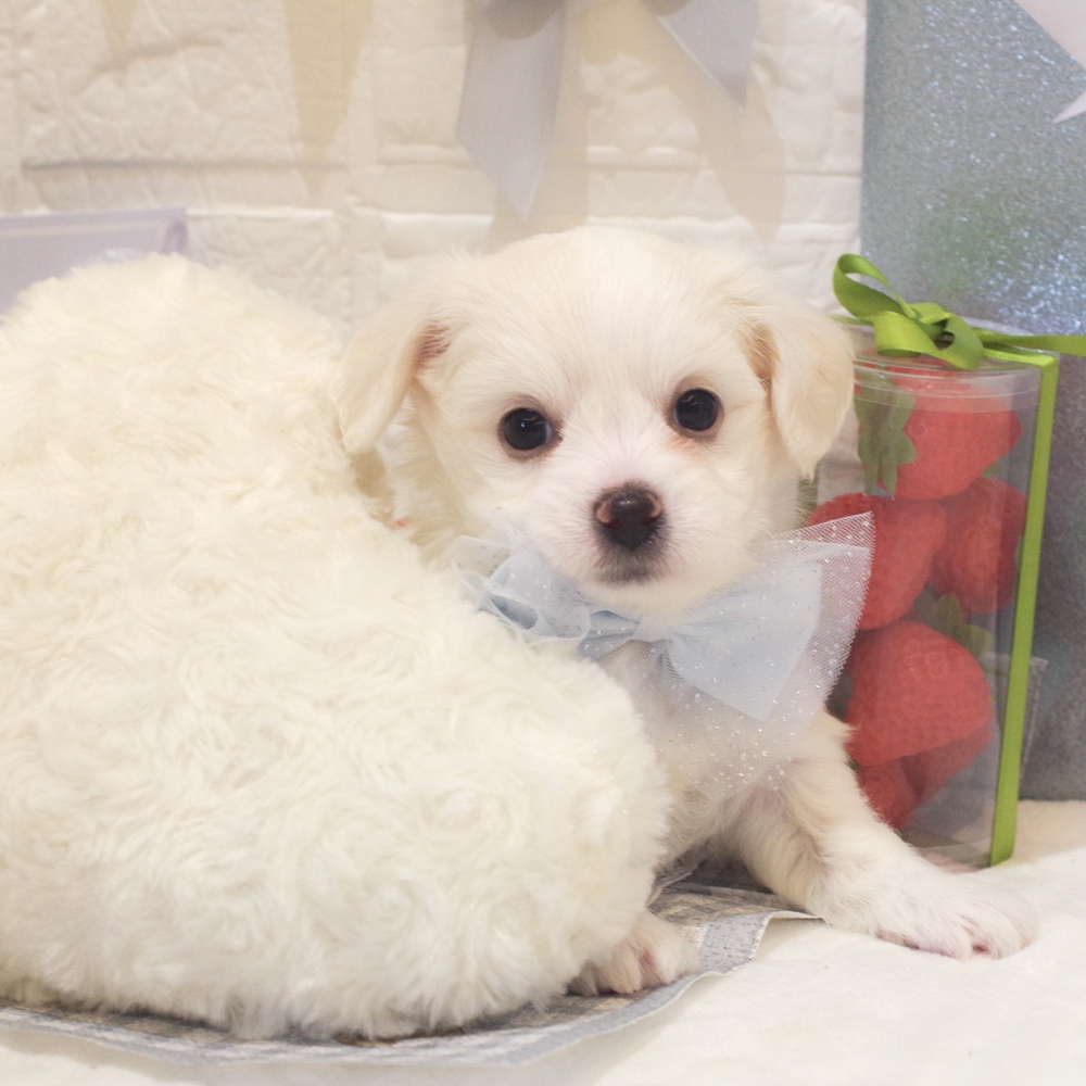 神奈川県のハーフ犬・ミックス犬 (犬の家＆猫の里相模原店/2026年1月4日生まれ/男の子/ホワイト)の子犬の4枚目の画像