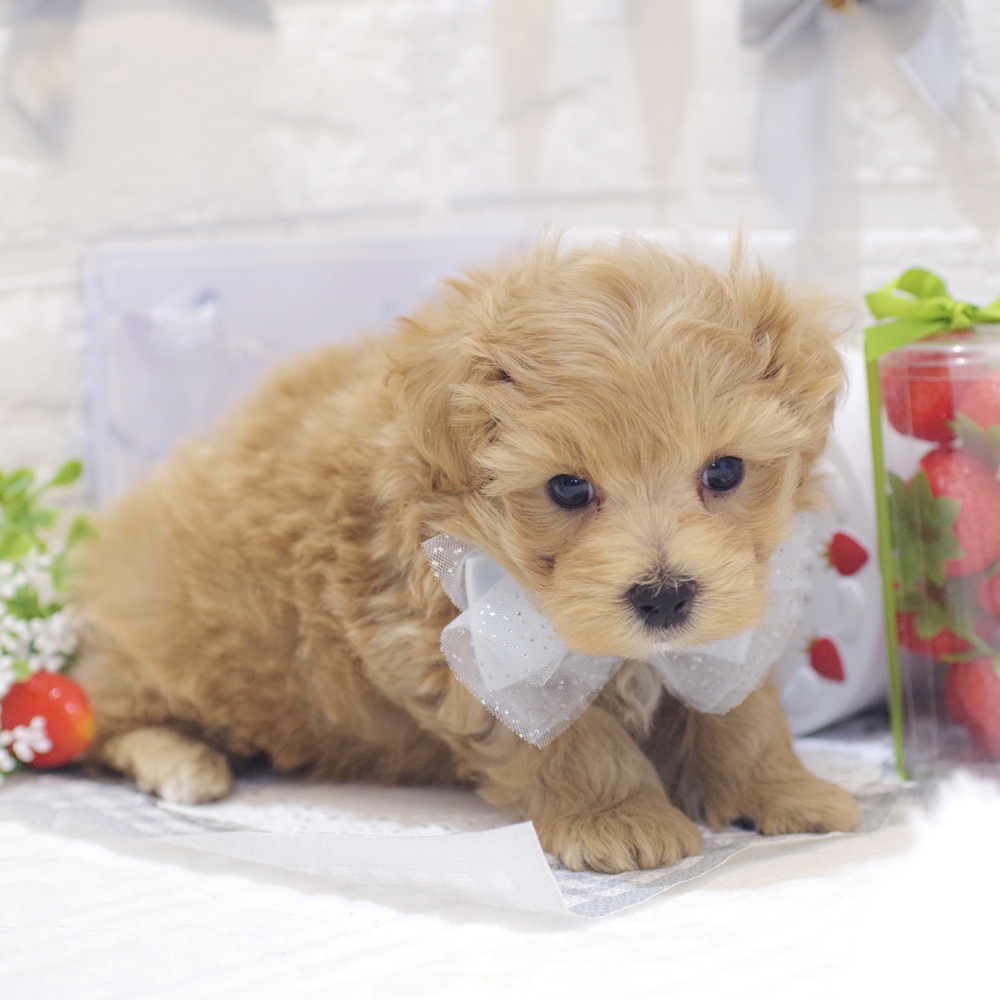 静岡県のマルプー(マルチーズ×プードル) (犬の家＆猫の里富士店/2026年1月6日生まれ/男の子/アプリコット)の子犬の4枚目の画像