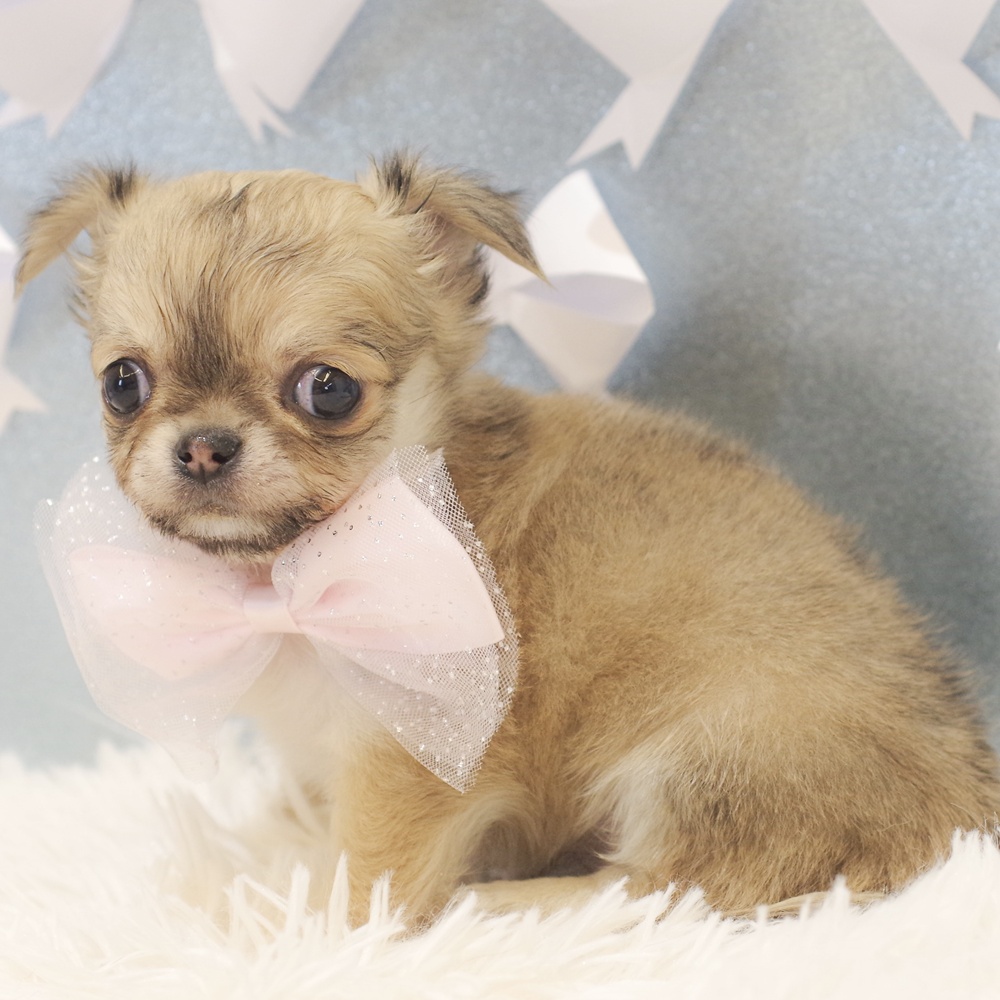 静岡県のチワワ(ロング) (犬の家＆猫の里富士店/2026年1月9日生まれ/女の子/レッド)の子犬の4枚目の画像