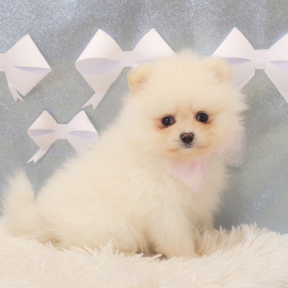 静岡県のポメラニアン (犬の家＆猫の里富士店/2026年1月12日生まれ/女の子/クリーム)の子犬の4枚目の画像