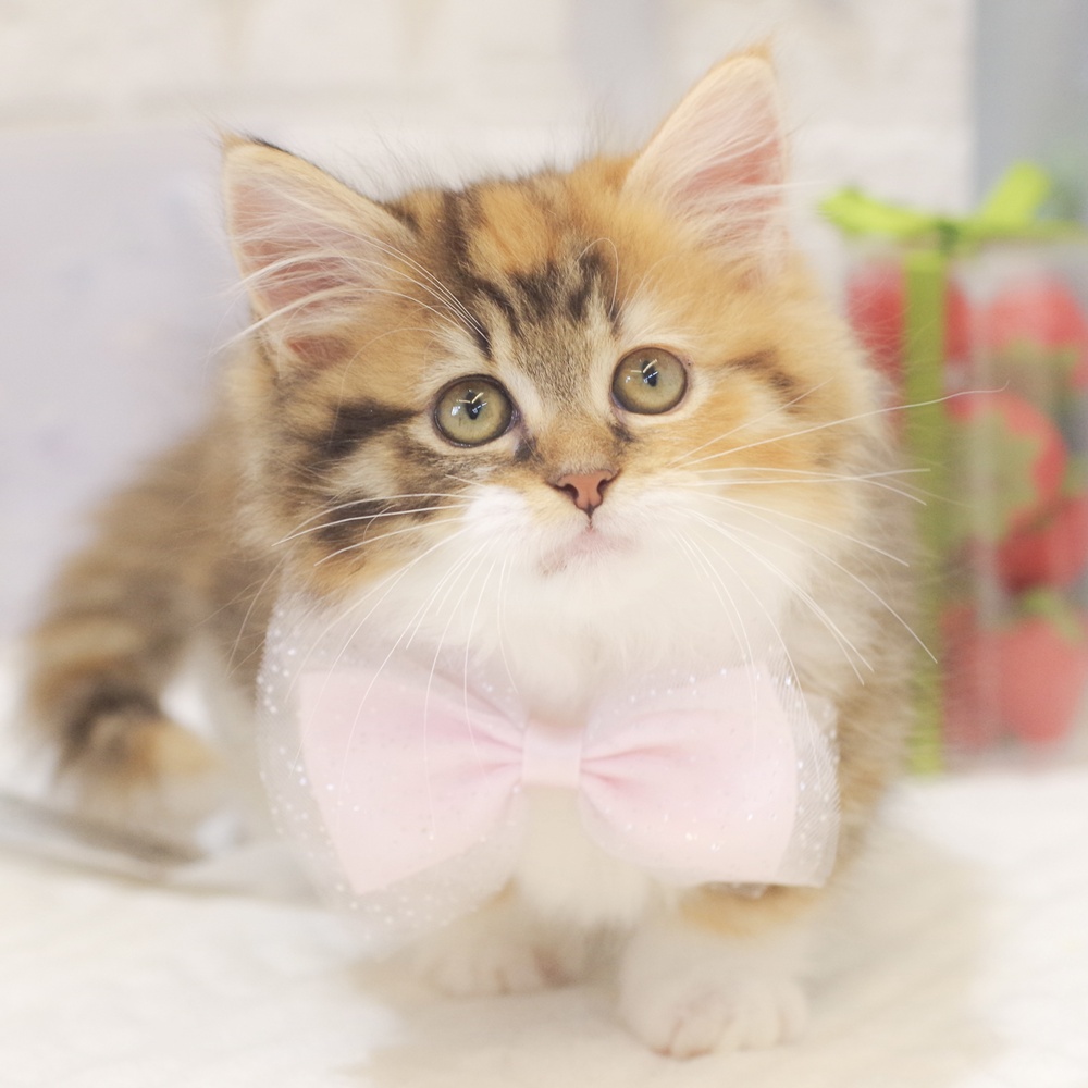 静岡県のミヌエット (犬の家＆猫の里富士店/2026年1月11日生まれ/女の子/キャリコ)の子猫の4枚目の画像