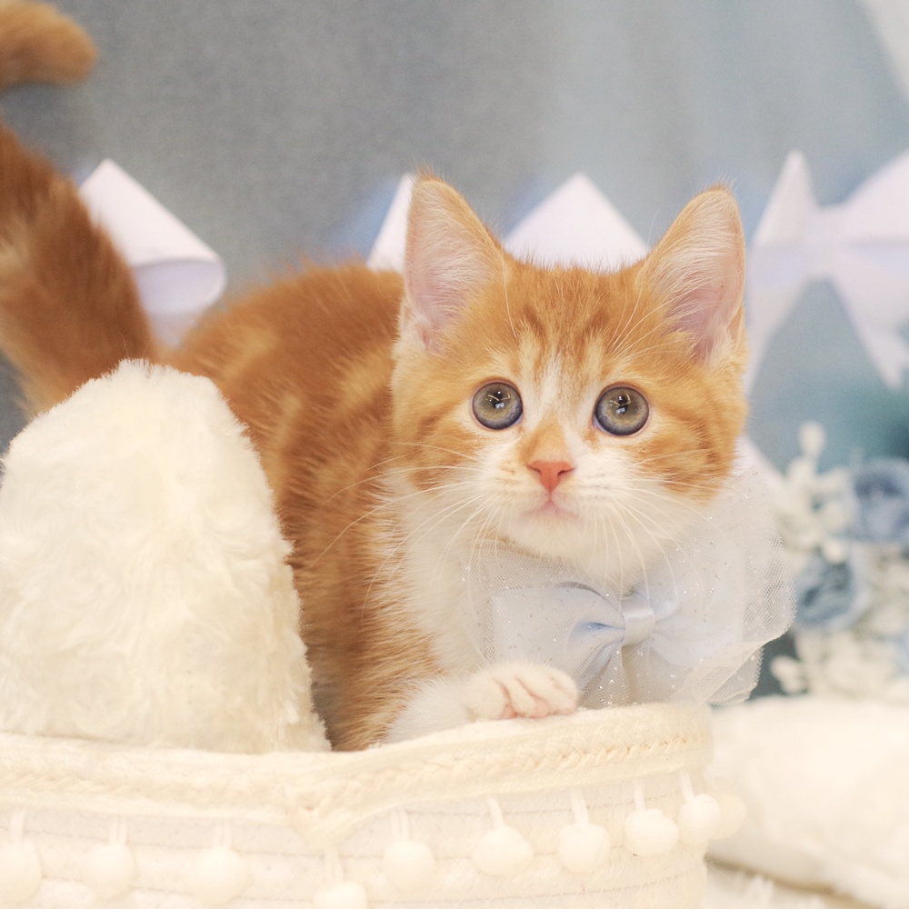静岡県のマンチカン (犬の家＆猫の里富士店/2026年1月9日生まれ/男の子/レッドタビーホワイト)の子猫の4枚目の画像
