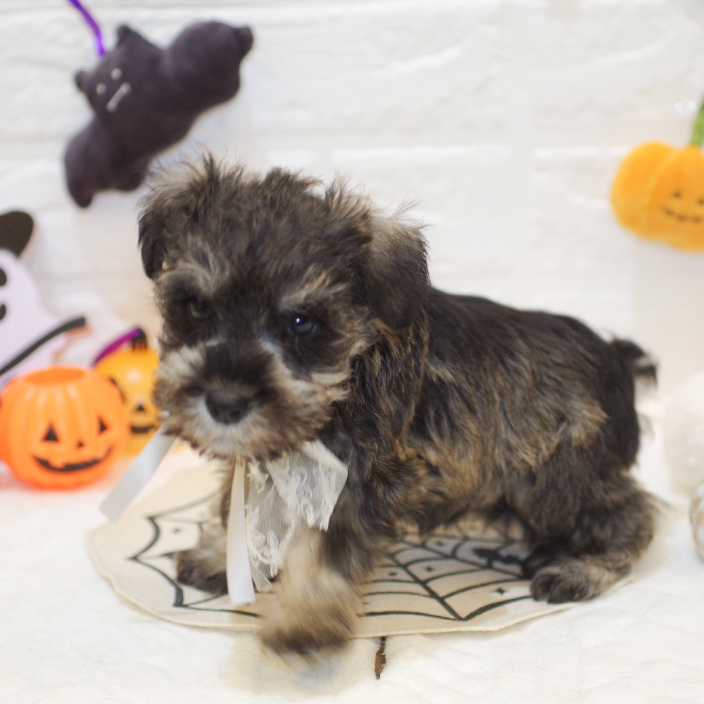 静岡県のミニチュアシュナウザー (犬の家＆猫の里富士店/2025年8月21日生まれ/男の子/ソルトペッパー)の子犬の4枚目の画像