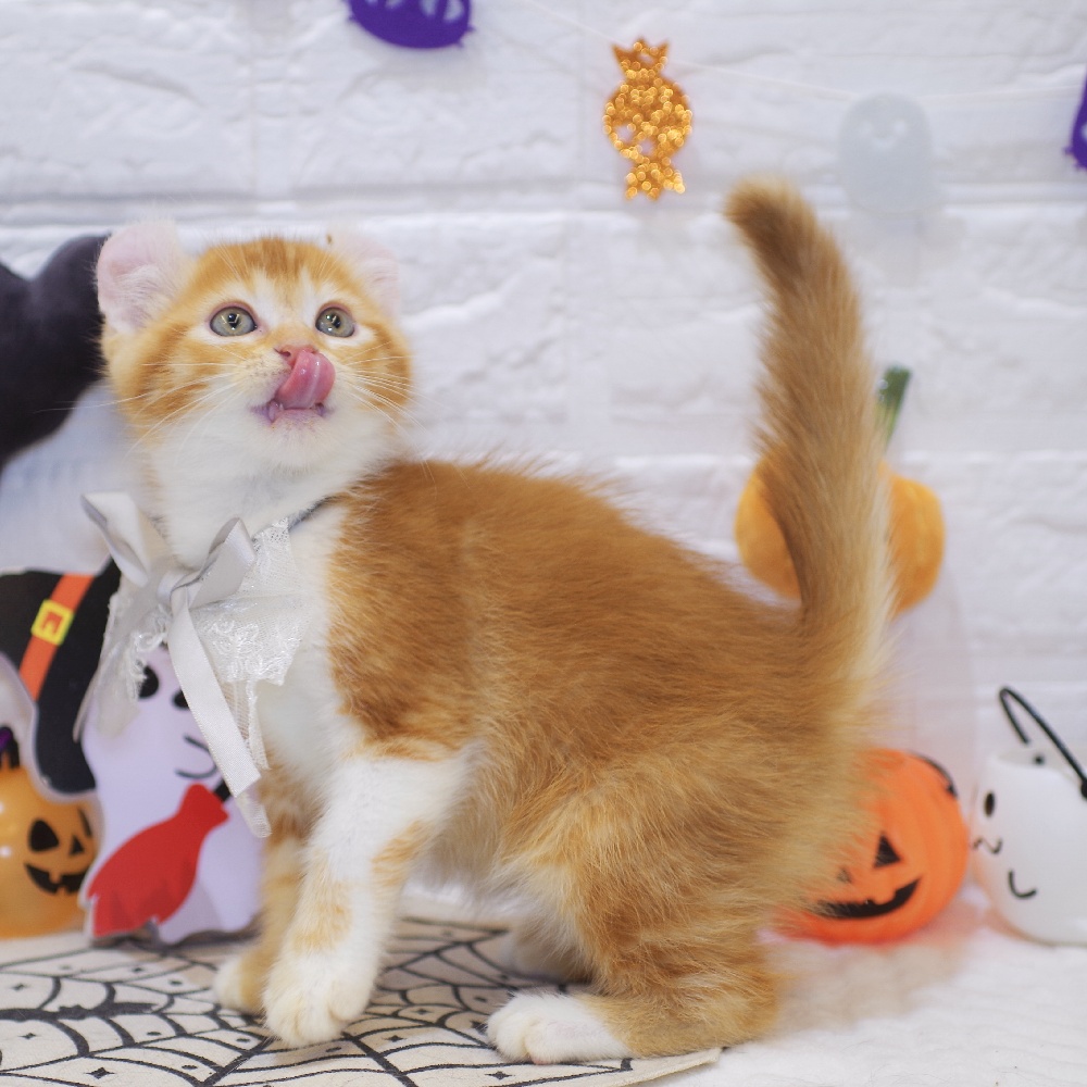 静岡県のキンカロー (犬の家＆猫の里富士店/2025年8月26日生まれ/男の子/レッドタビーホワイト)の子猫の4枚目の画像