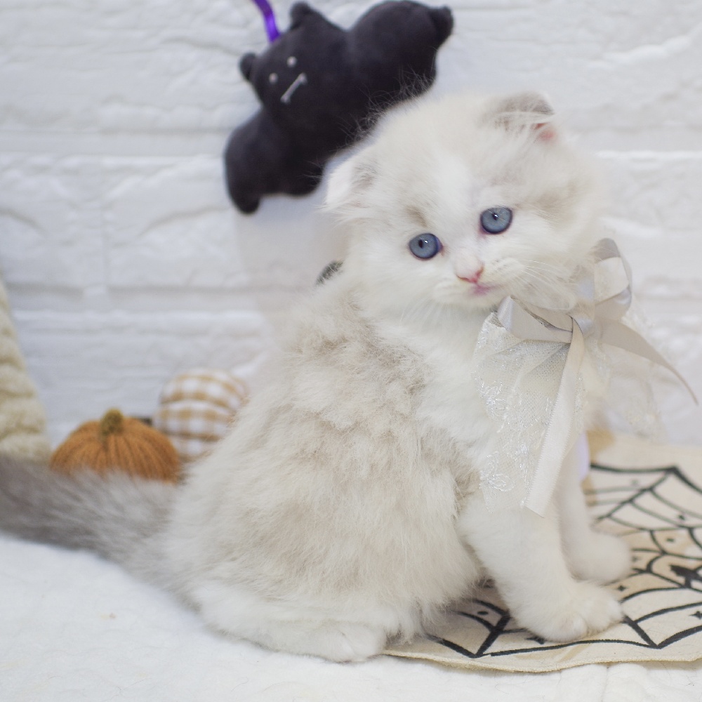 静岡県のスコティッシュフォールド (犬の家＆猫の里富士店/2025年8月20日生まれ/男の子/ブルーポイントホワイト)の子猫の1枚目の画像