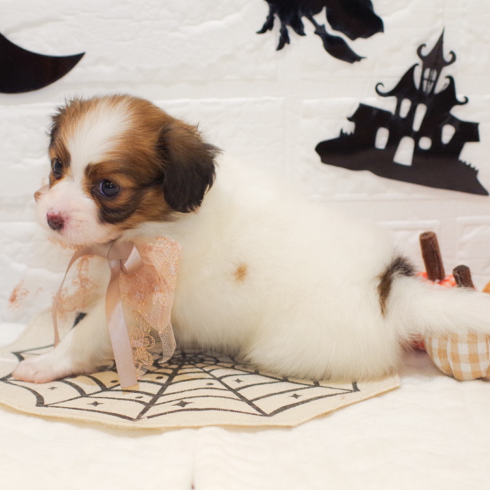 静岡県のパピヨン (犬の家＆猫の里富士店/2025年9月2日生まれ/女の子/ホワイトブラウン)の子犬の4枚目の画像