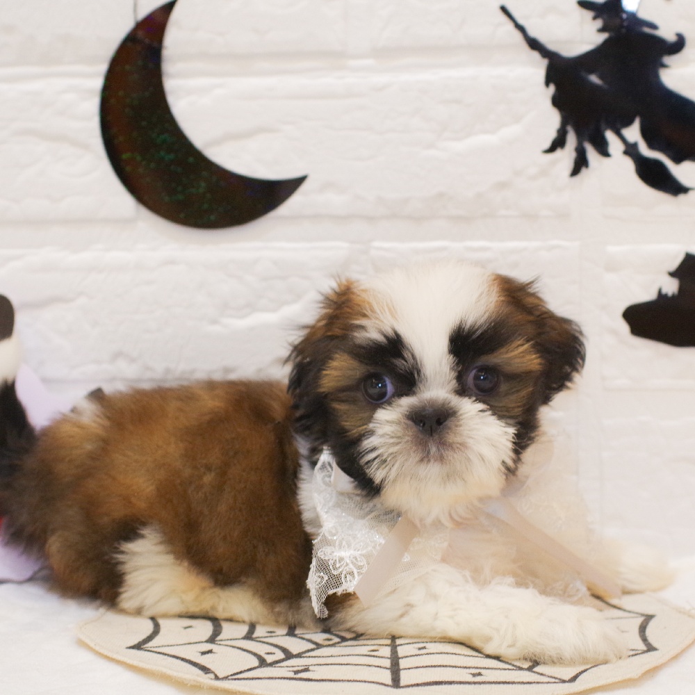 静岡県のシーズー (犬の家＆猫の里富士店/2025年9月1日生まれ/男の子/ゴールドホワイト)の子犬の4枚目の画像