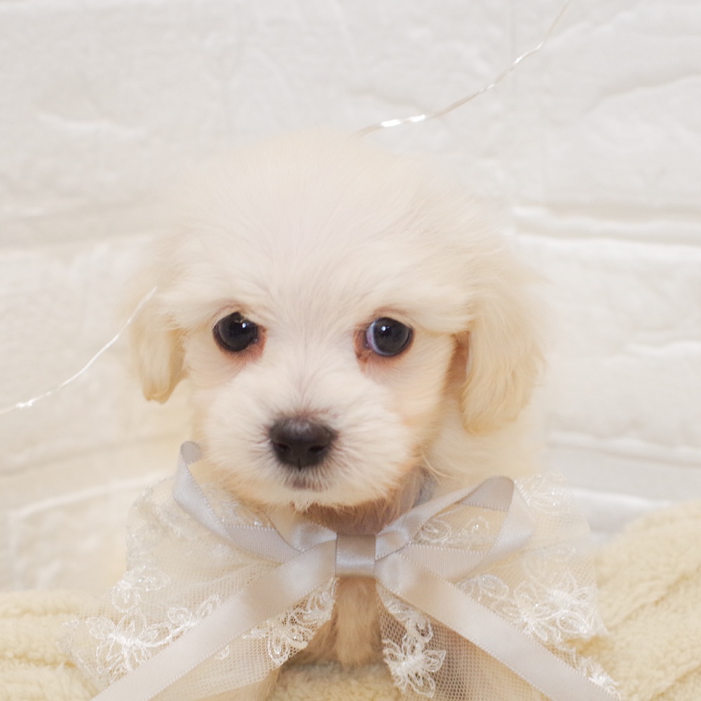 静岡県のマルックス(マルチーズ×ダックス) (犬の家＆猫の里富士店/2025年9月1日生まれ/男の子/クリーム)の子犬の4枚目の画像