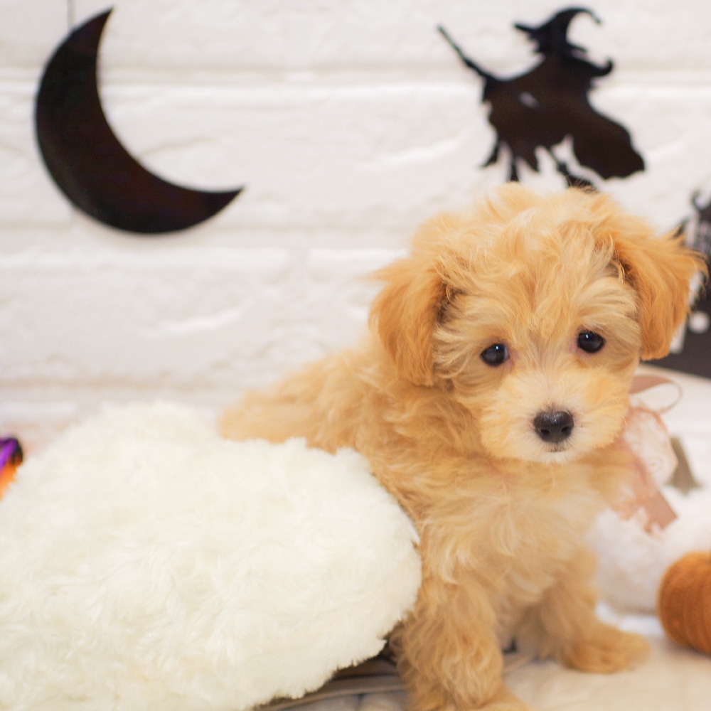 静岡県のマルプー(マルチーズ×プードル) (犬の家＆猫の里富士店/2025年8月31日生まれ/女の子/アプリコットホワイト)の子犬の4枚目の画像