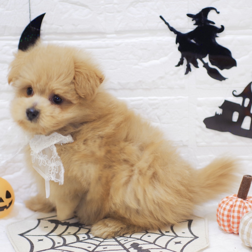 静岡県のポメプー(ポメラニアン×プードル) (犬の家＆猫の里富士店/2025年8月27日生まれ/男の子/アプリコット)の子犬の4枚目の画像