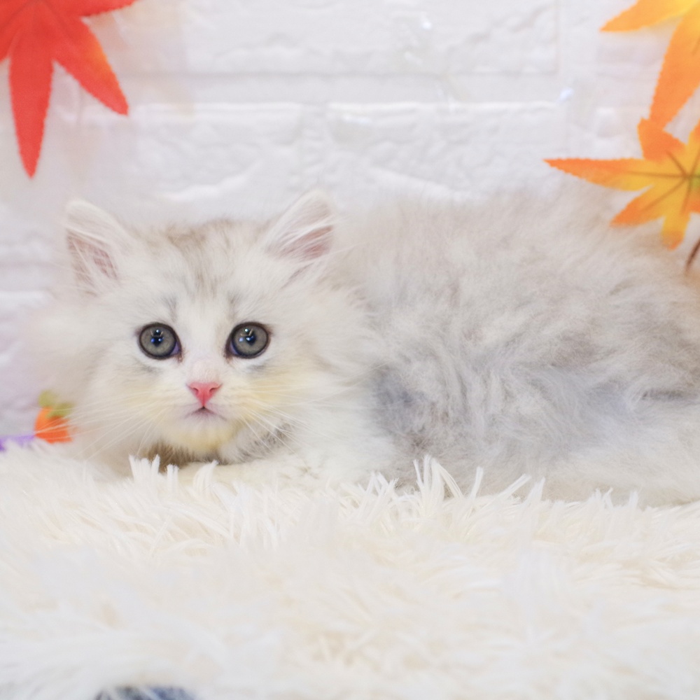 静岡県のミヌエット (犬の家＆猫の里富士店/2025年9月22日生まれ/男の子/シルバータビーホワイト)の子猫の4枚目の画像