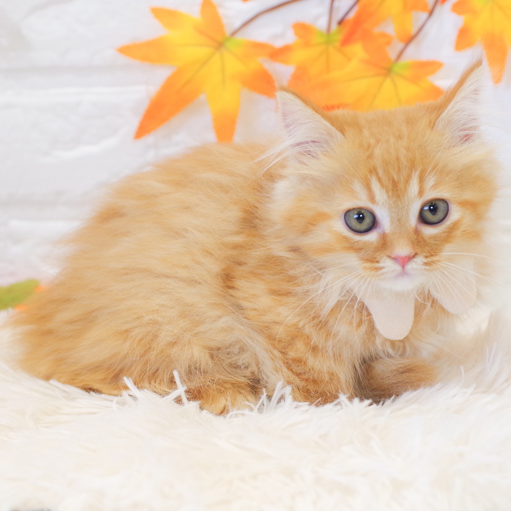 静岡県のマンチカン (犬の家＆猫の里富士店/2025年9月20日生まれ/女の子/レッドタビー)の子猫の1枚目の画像