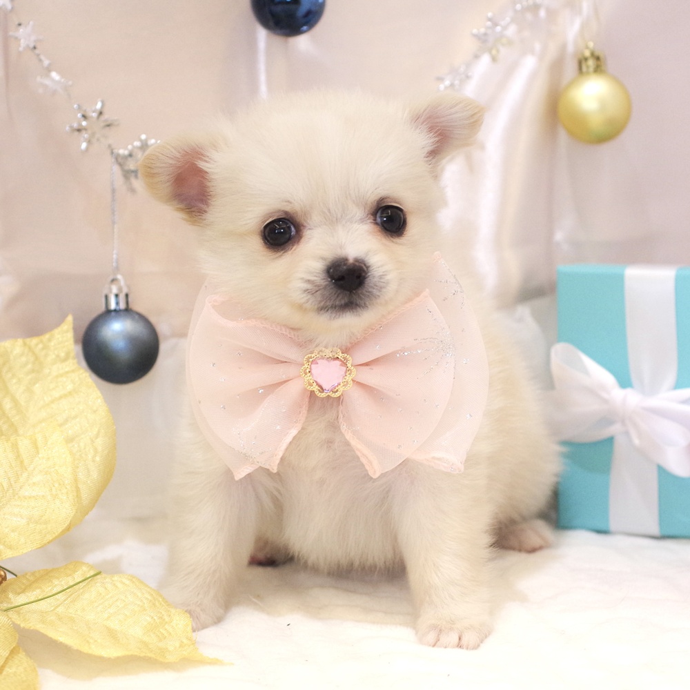 静岡県のポメチワ/チワポメ/ポメチー(ポメラニアン×チワワ) (犬の家＆猫の里富士店/2025年9月29日生まれ/女の子/クリーム)の子犬の4枚目の画像