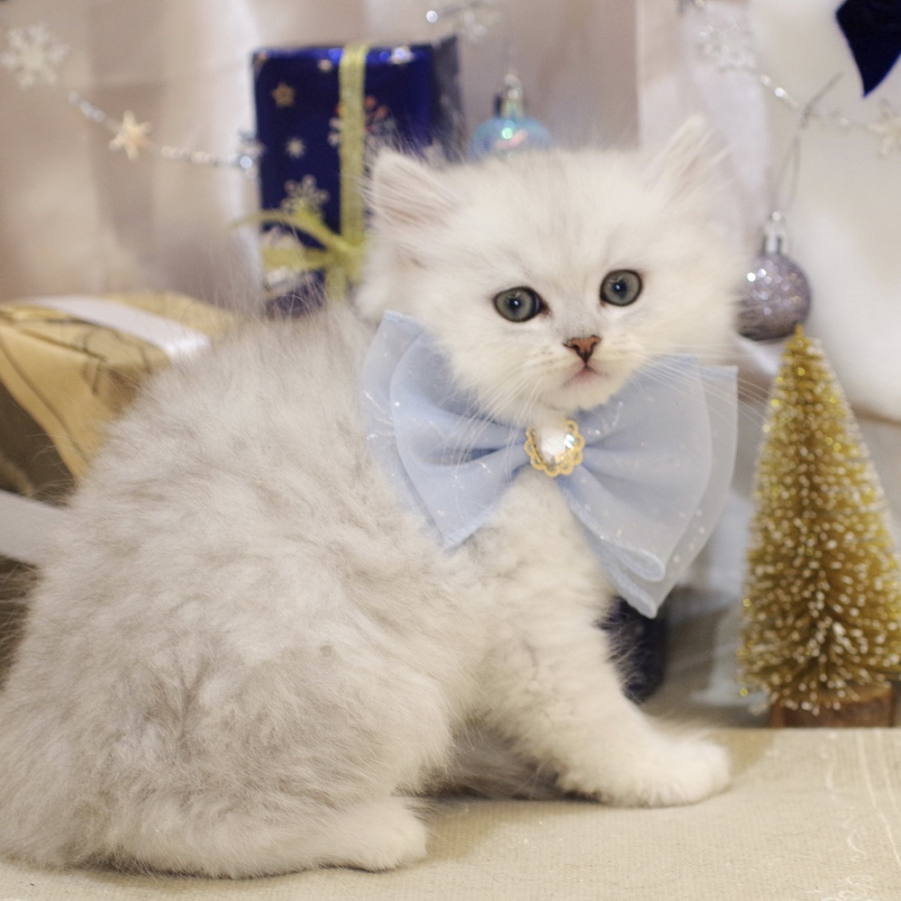 静岡県のミヌエット (犬の家＆猫の里富士店/2025年10月14日生まれ/男の子/チンチラシルバー)の子猫の4枚目の画像