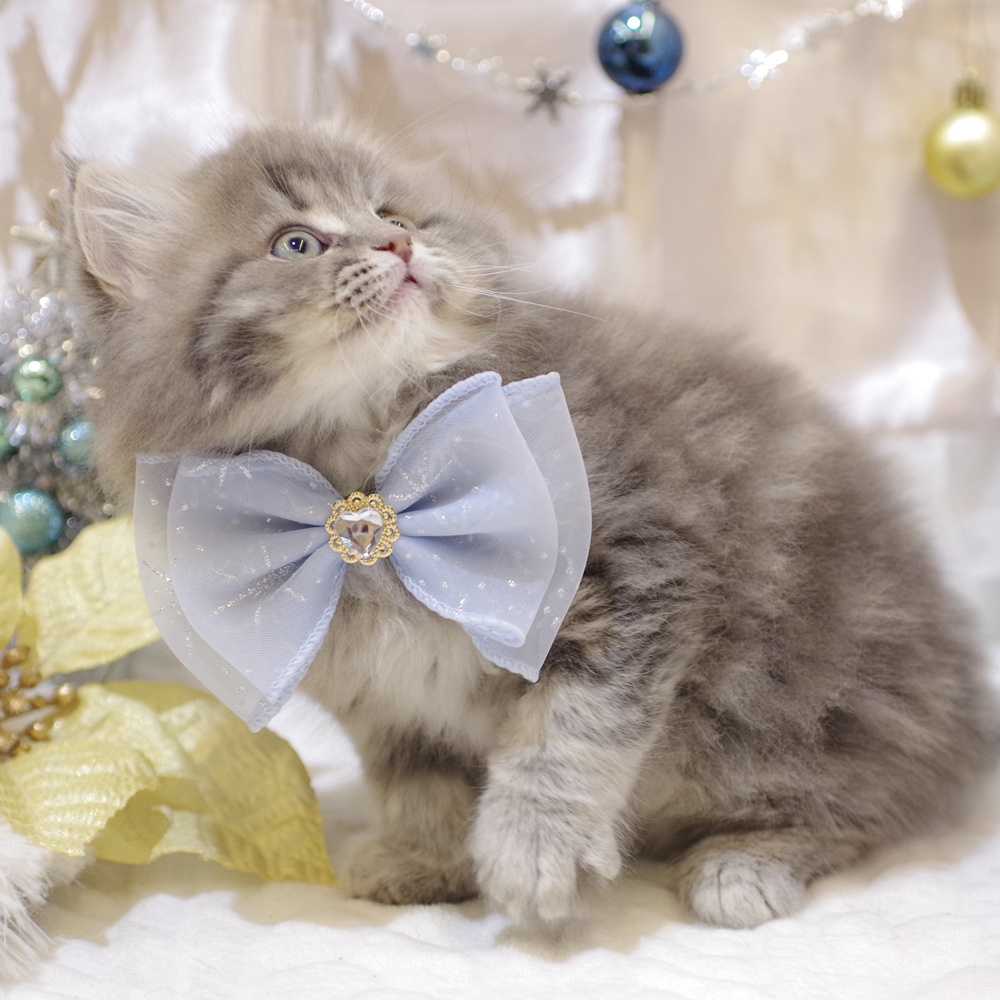 千葉県のマンチカン (犬の家＆猫の里BIGHOPガーデンモール印西店/2025年10月10日生まれ/男の子/ブルータビー)の子猫の4枚目の画像