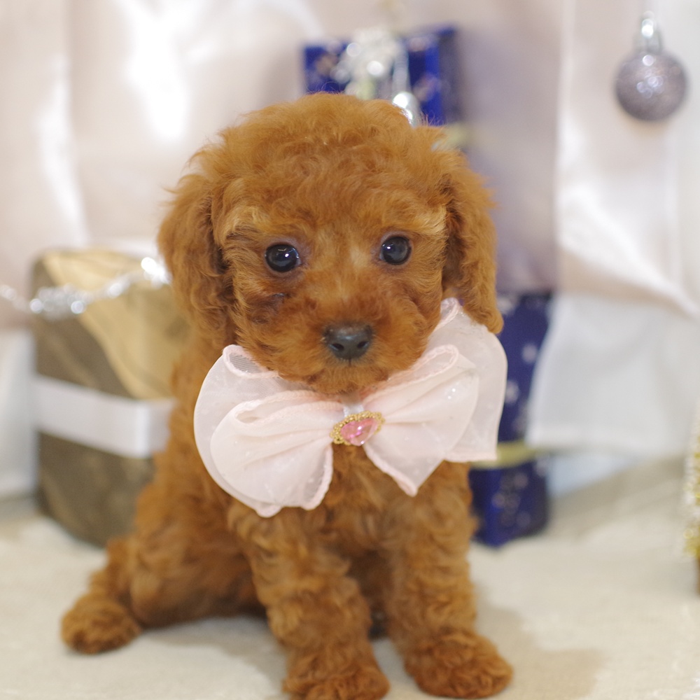 静岡県のトイプードル(トイ) (犬の家＆猫の里富士店/2025年10月20日生まれ/女の子/レッド)の子犬の4枚目の画像